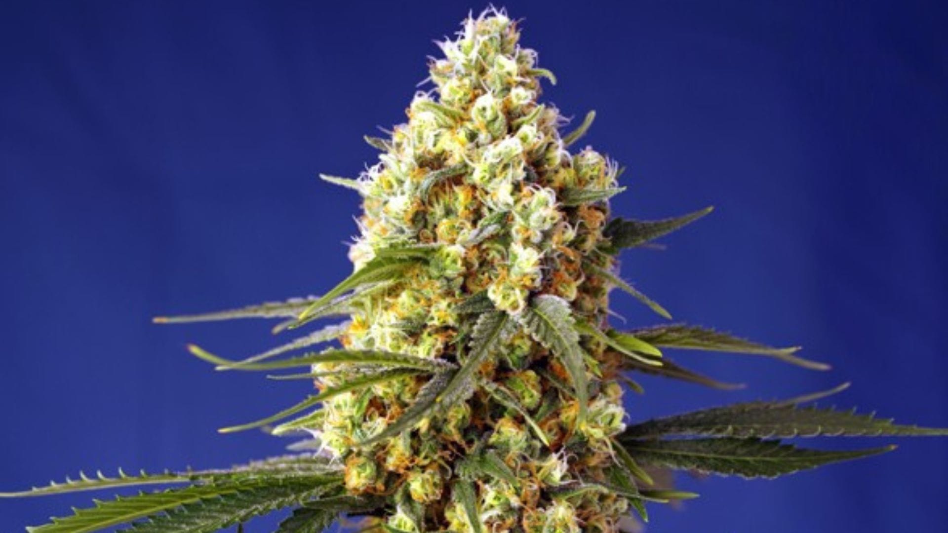 Sweet Seeds Strawberry Banana Gelato XL Auto