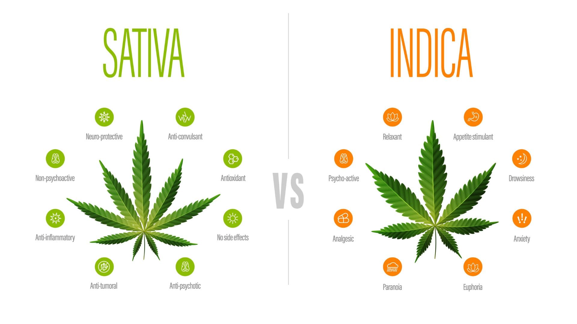 Sativa v Indica Infographic