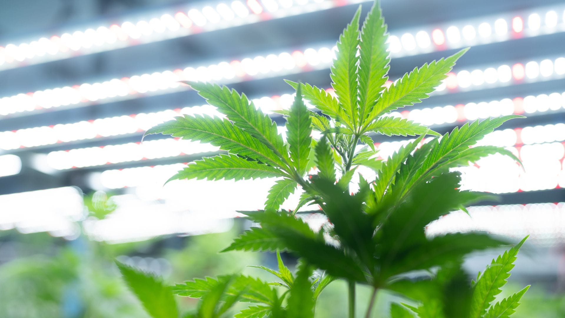 sativa cannabis growing indoors