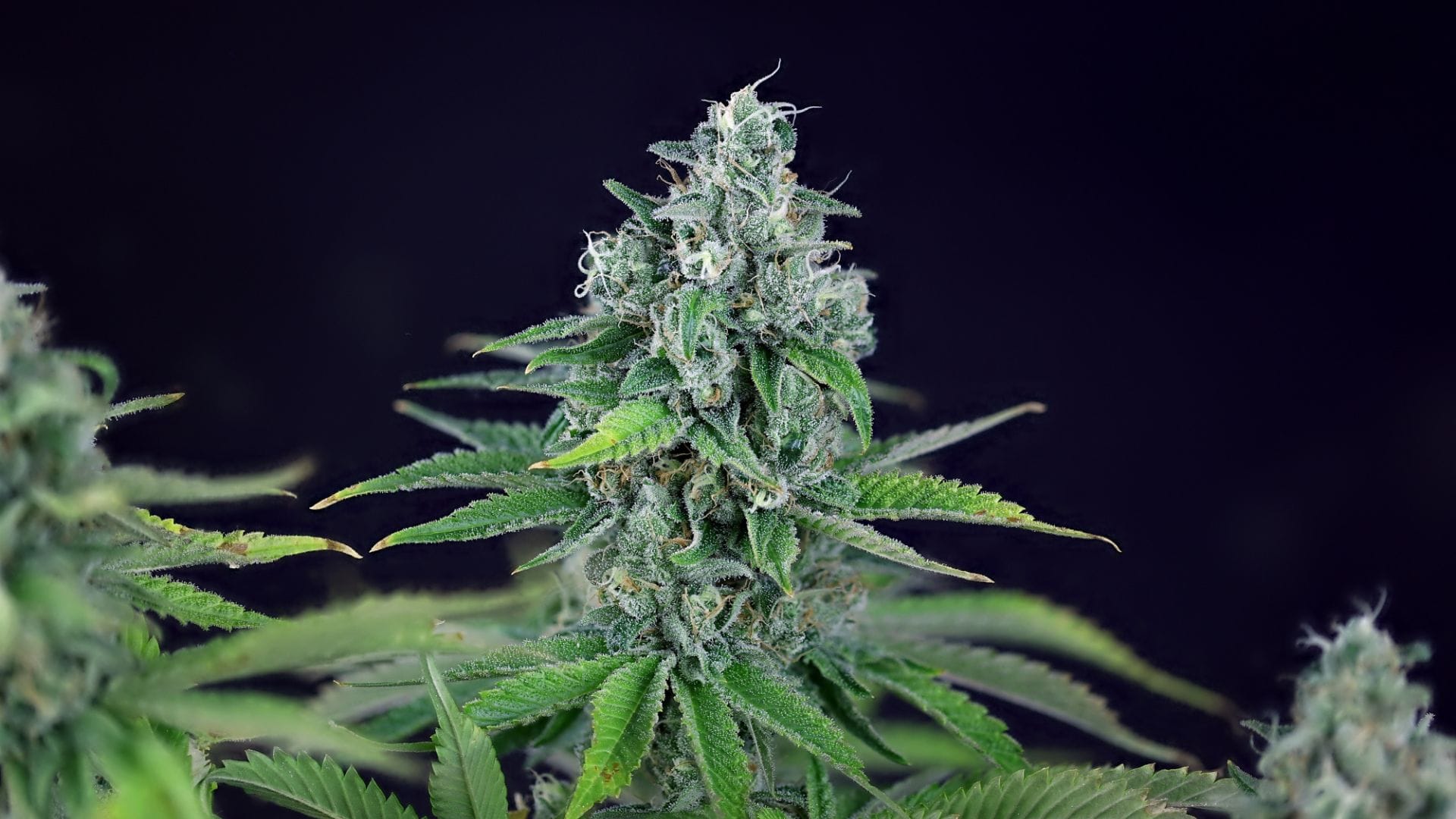 Seedsman Strawberry Banana Grape