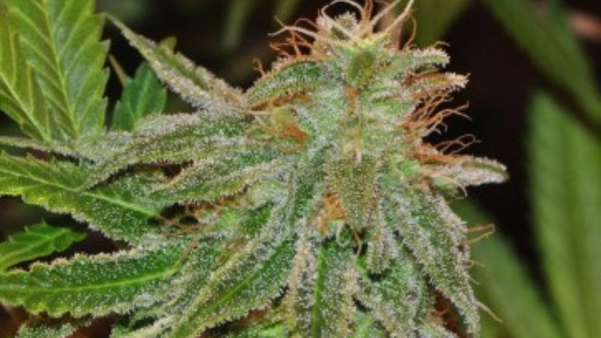 Ace Seeds Bangi Haze