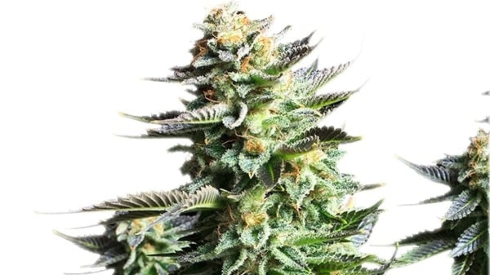 Royal Queen Seeds Amnesia Haze