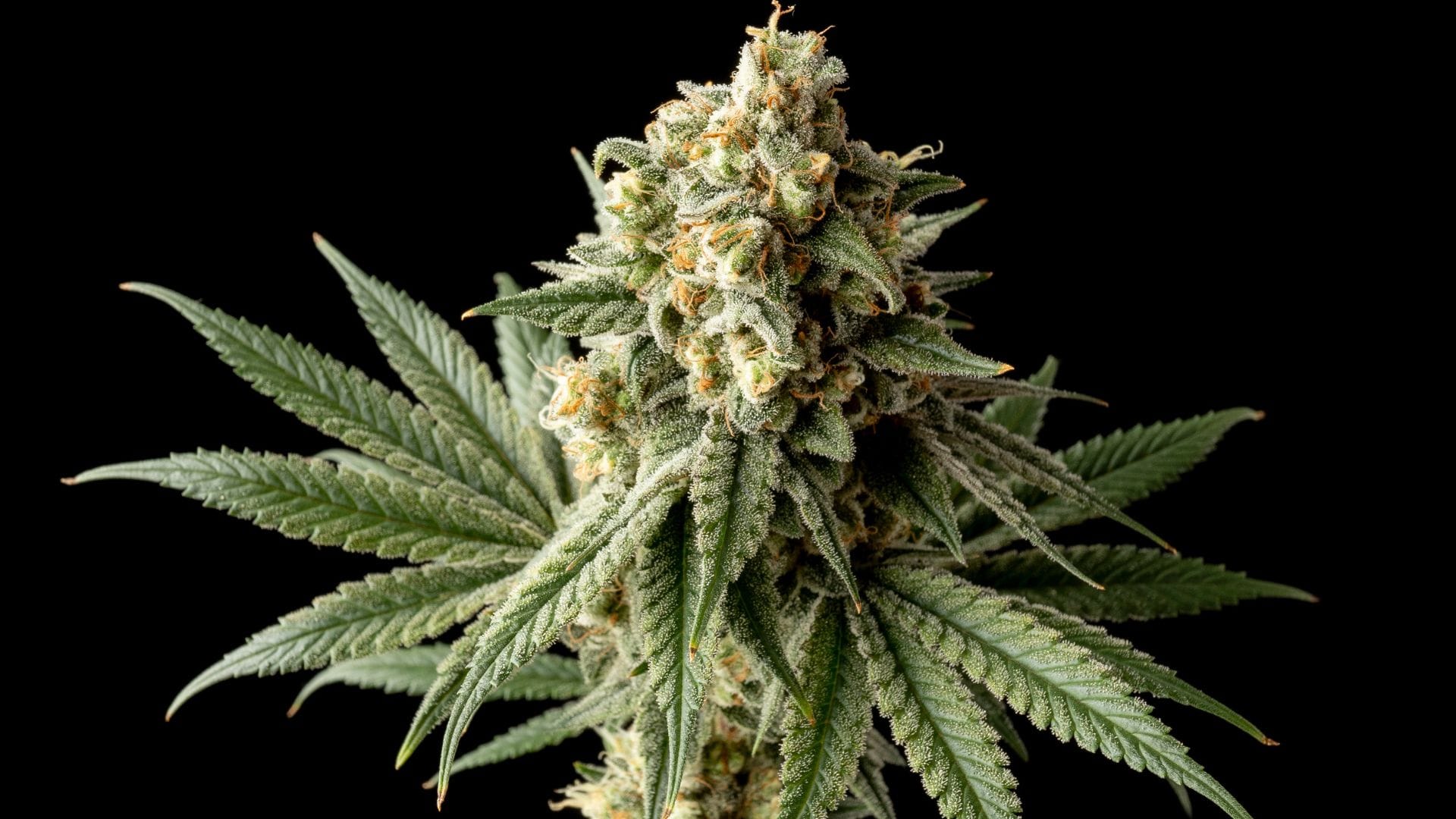 Seedsman Badazz OG Cheese