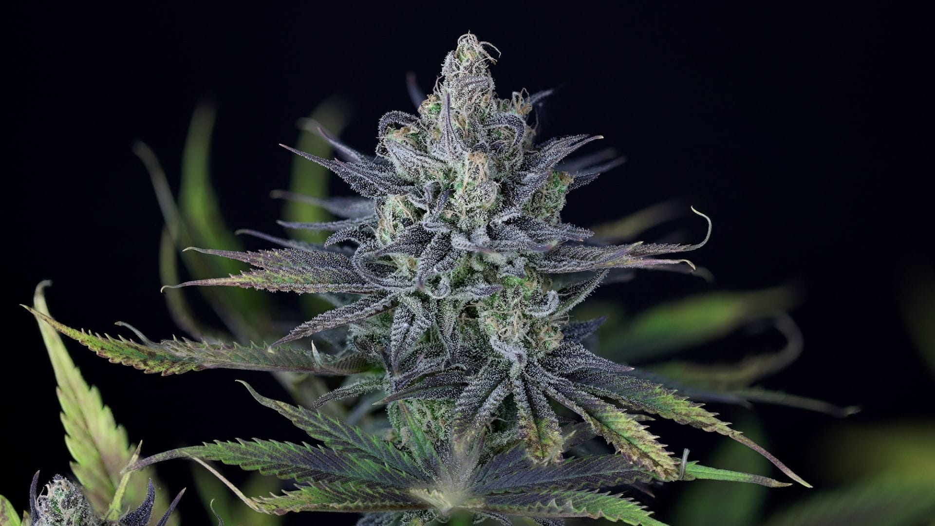 Seedsman Purple Ghost Candy