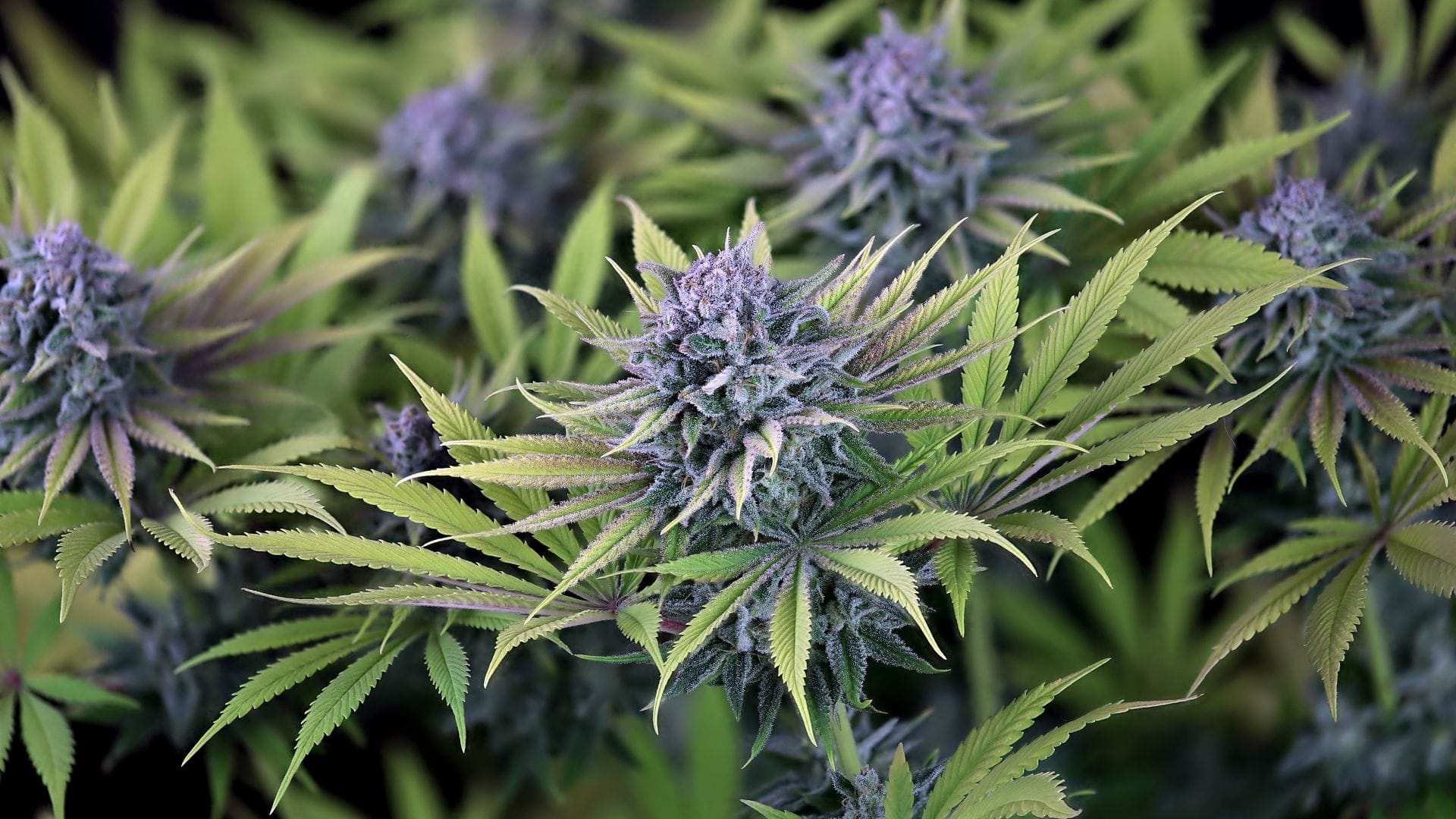 420 Promo Bubba Cheesecake by Seedsman