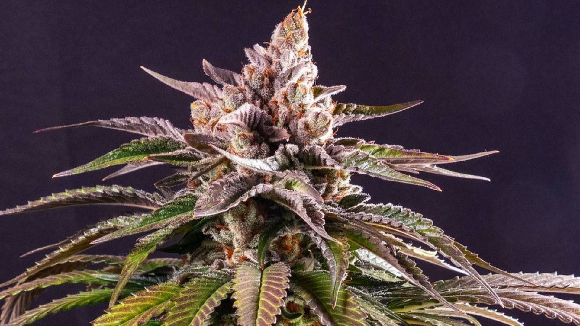 420 Promo Kush Mintz by Barney's Farm