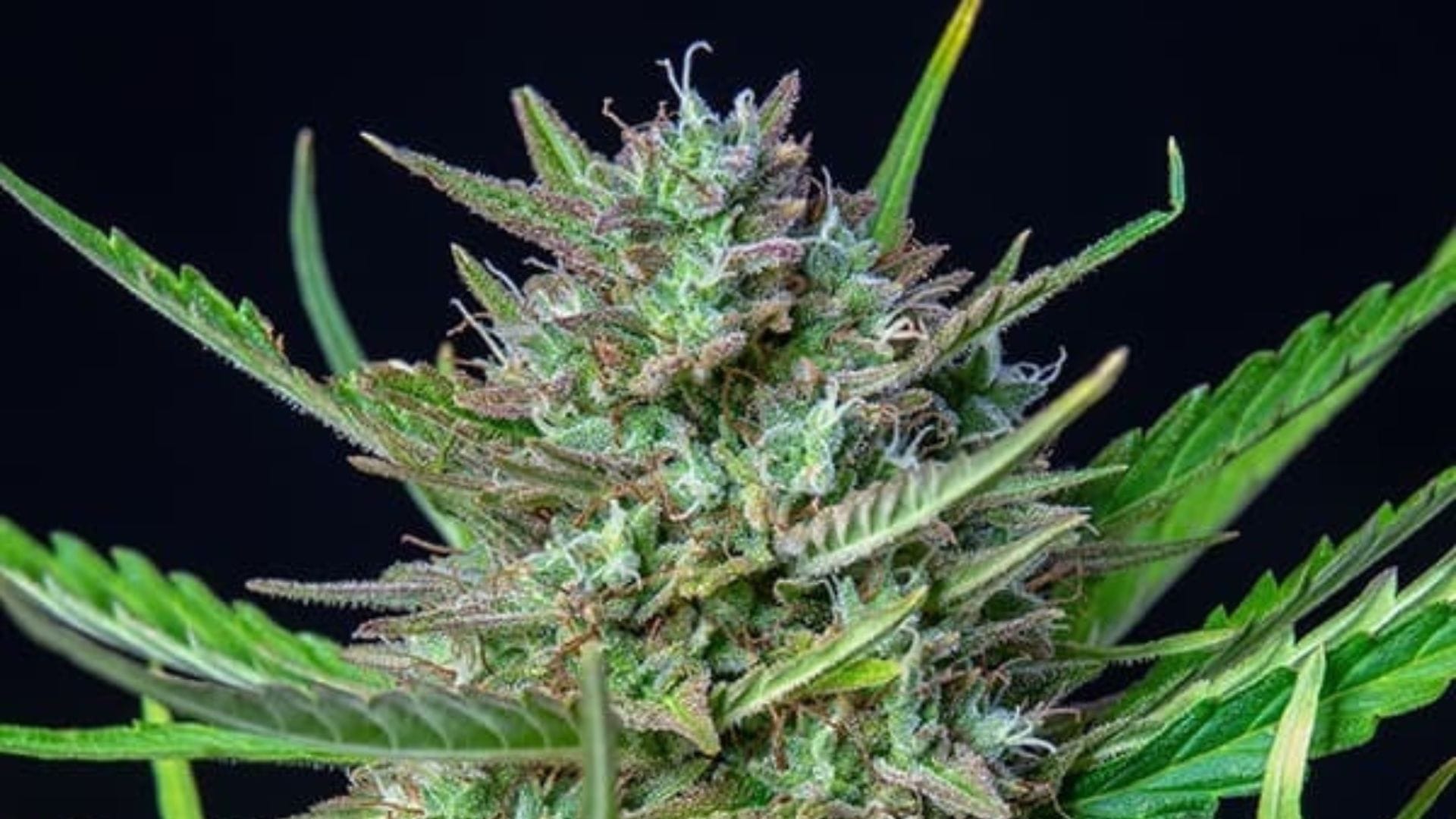 420 Promotion Mimosa Auto by RQS