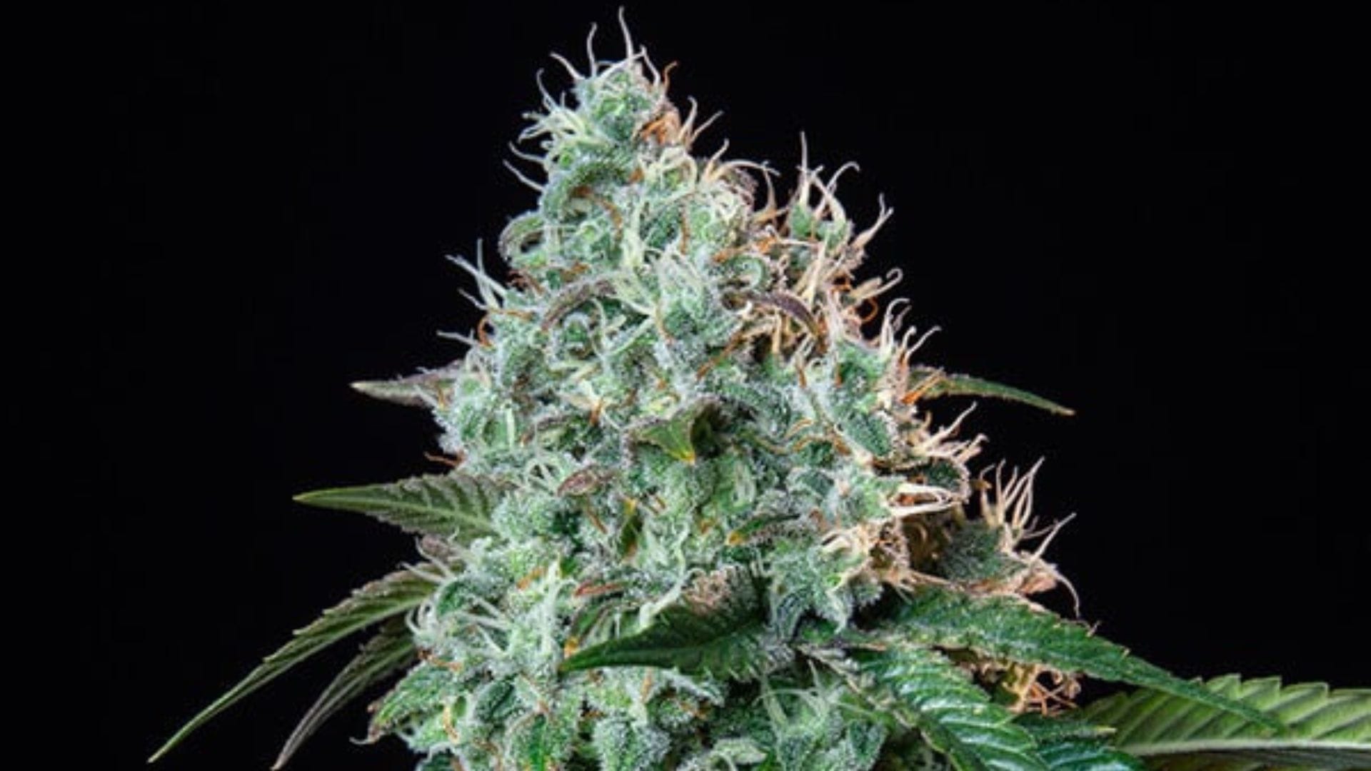 420 Promotion Hulkberry by RQS