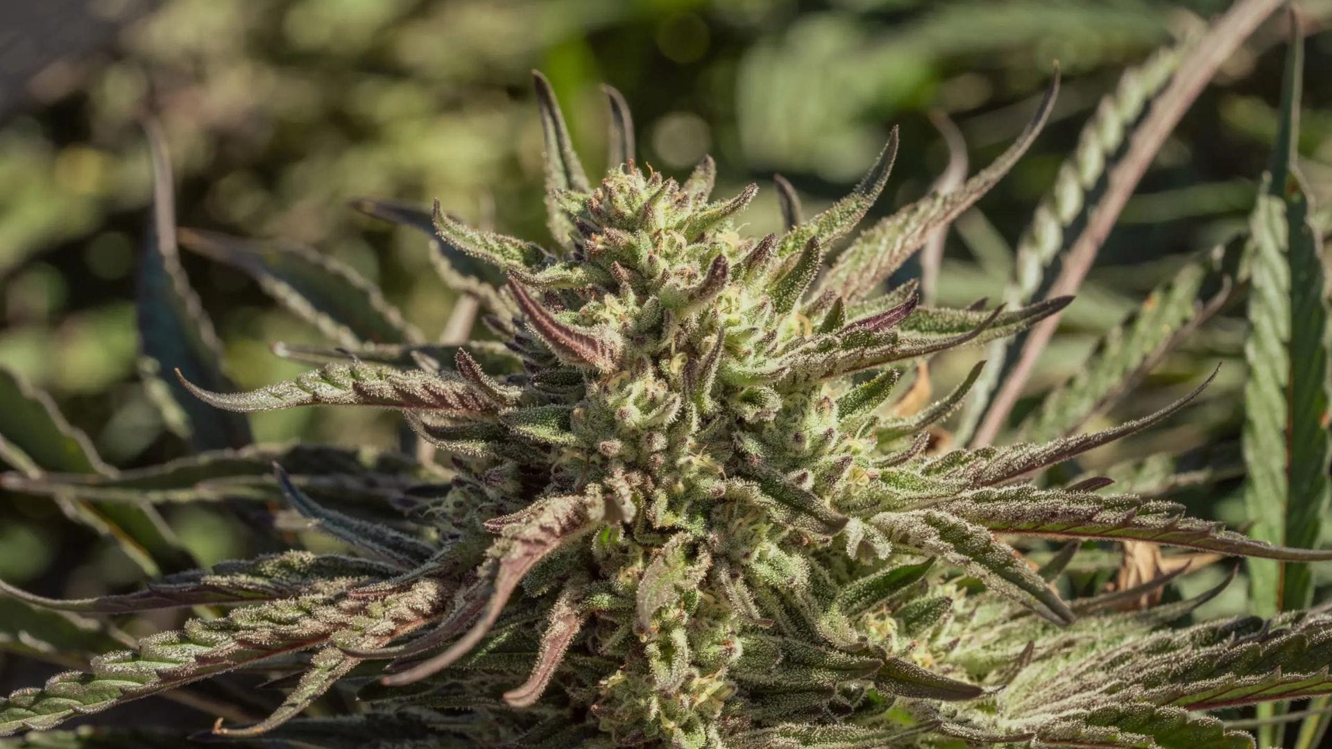 420 Promo Space Panda by Atlas Seed