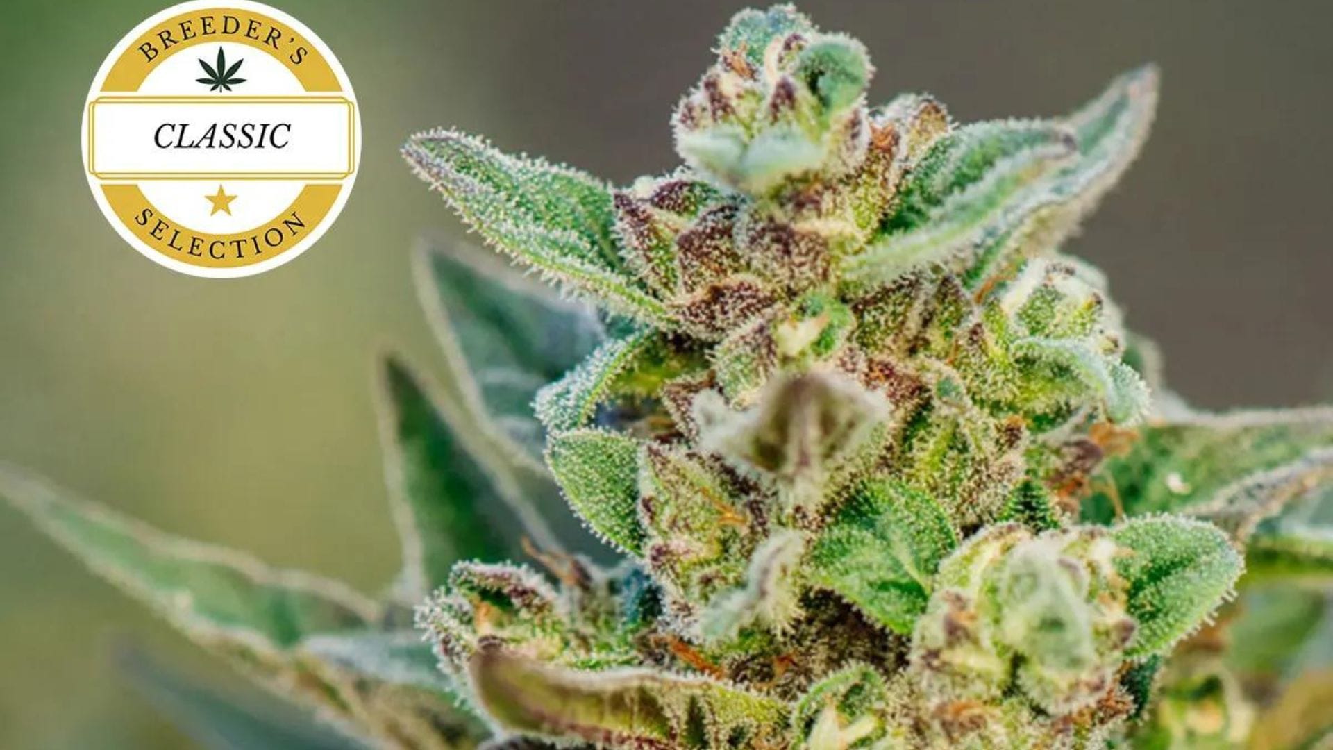 420 Promo Froot By The Foot by Atlas Seed