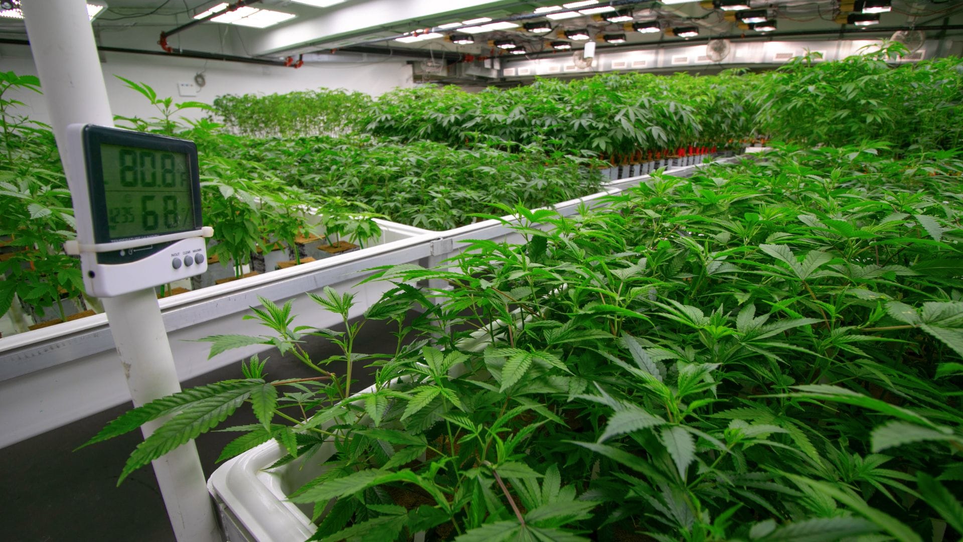 Thermostat in cannabis grow room