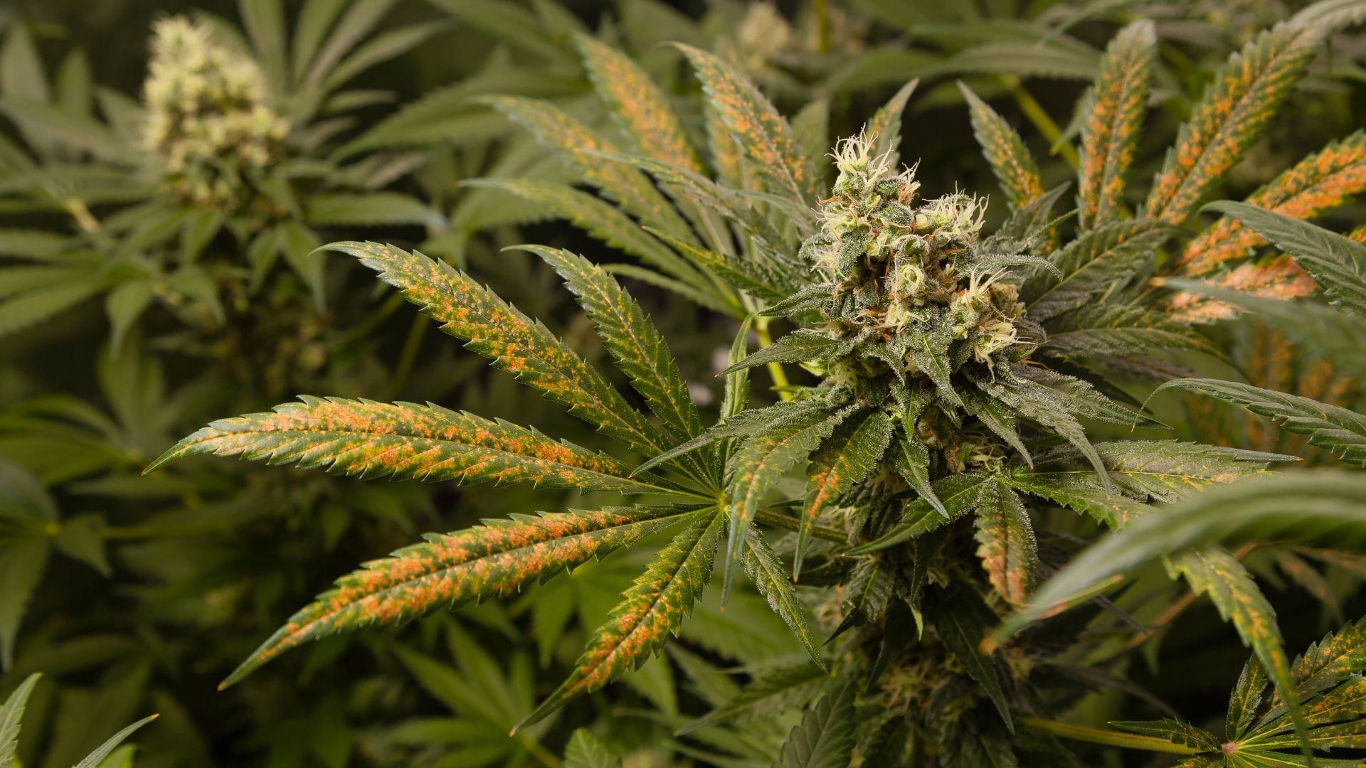 How Nutrient Deficiencies Affect Cannabis Plants