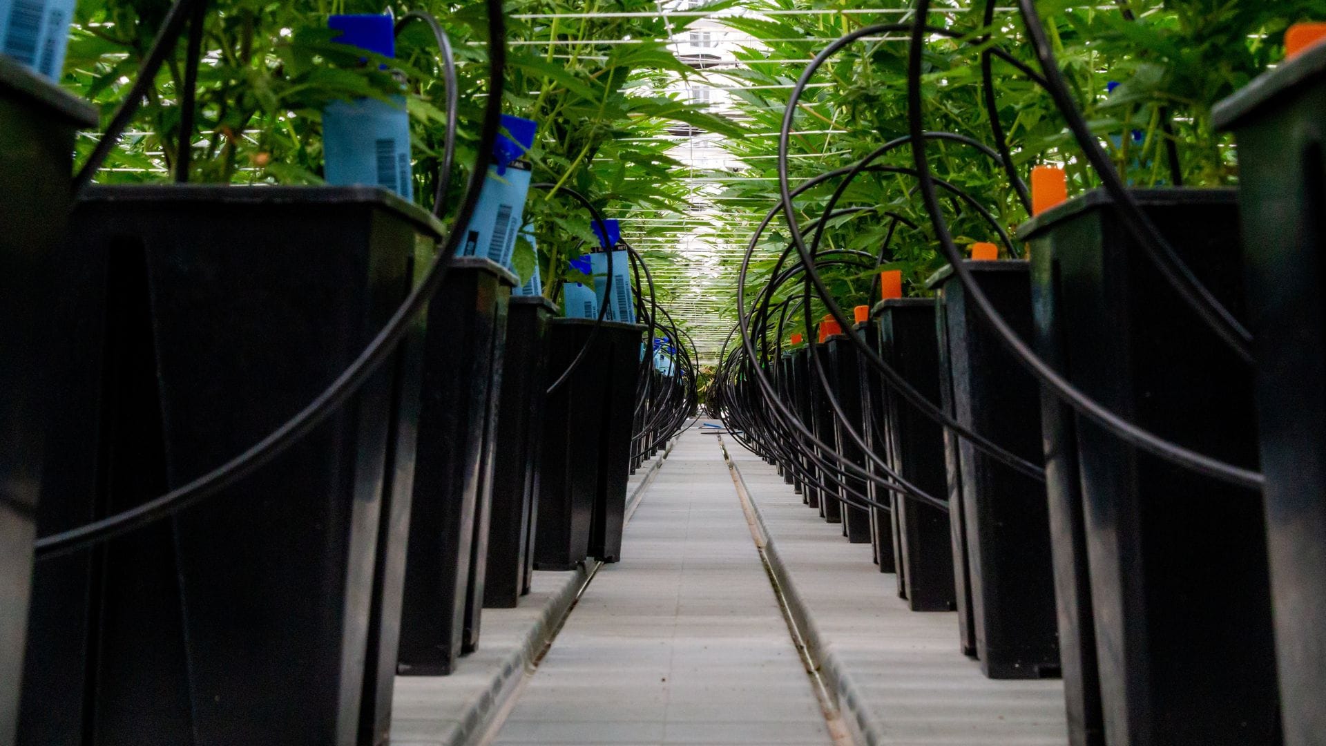 Cannabis in Hydroponics