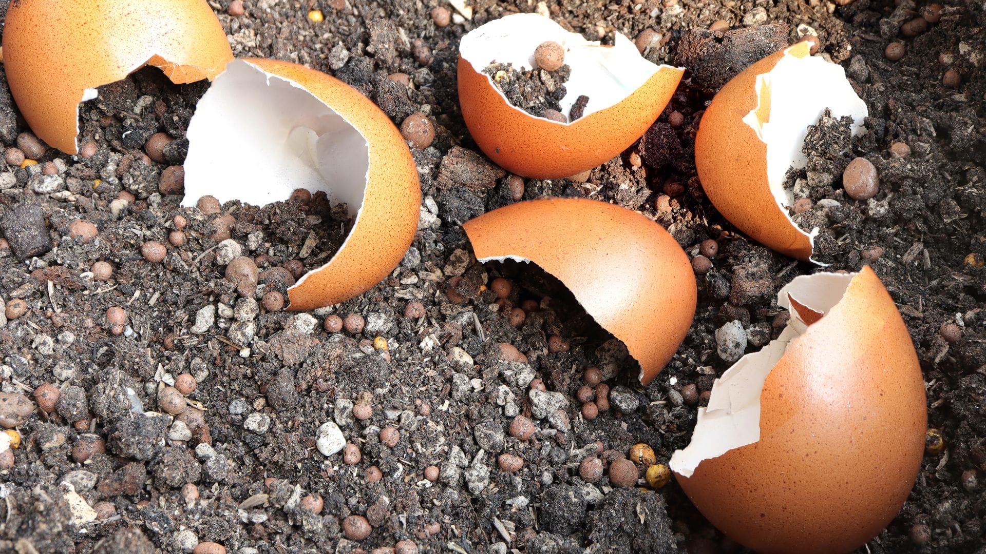 Eggshells can act as a soil booster