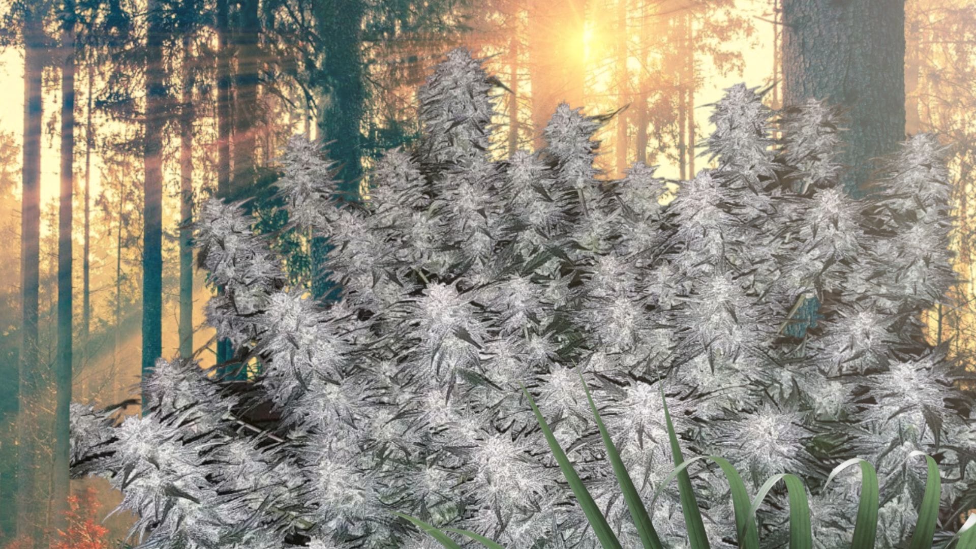 Seedsman's Strawberry Cheesecake Auto