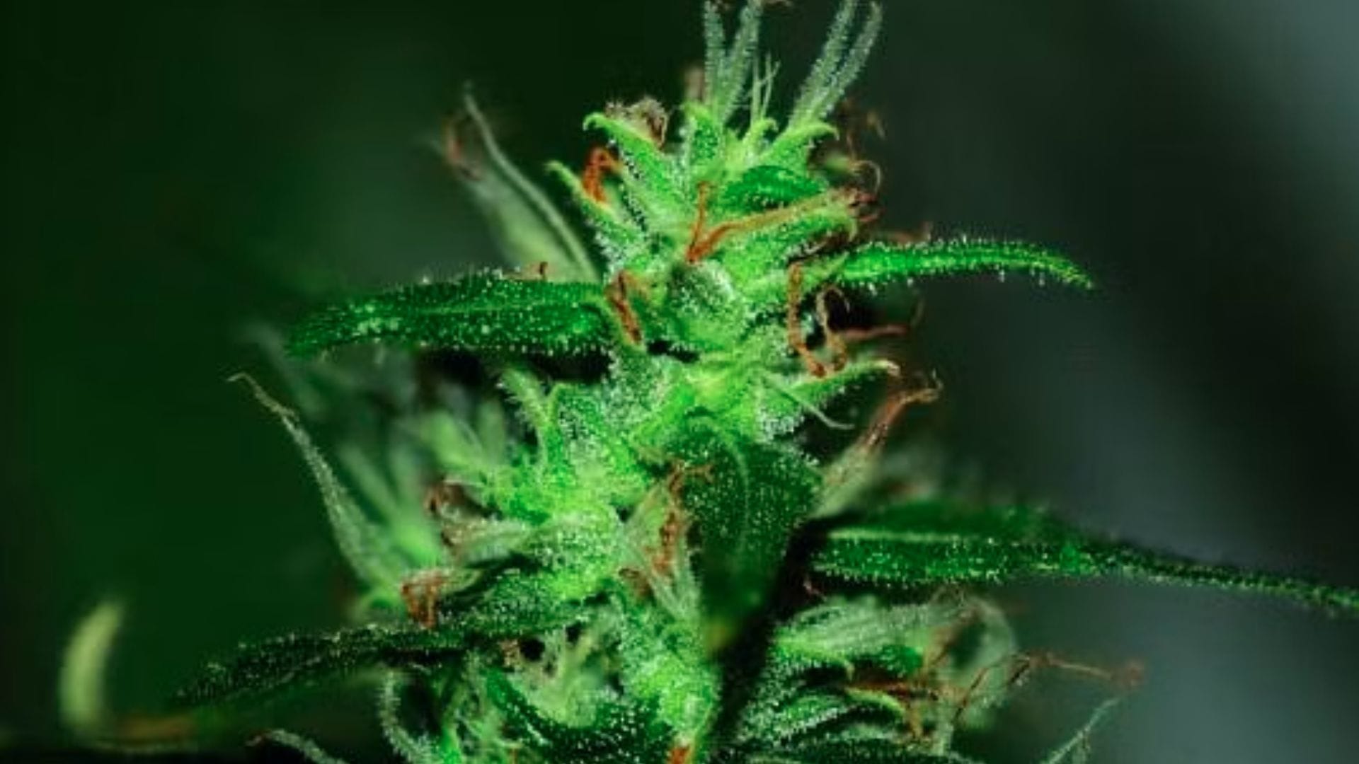 Original Afghani #1 by Seedsman