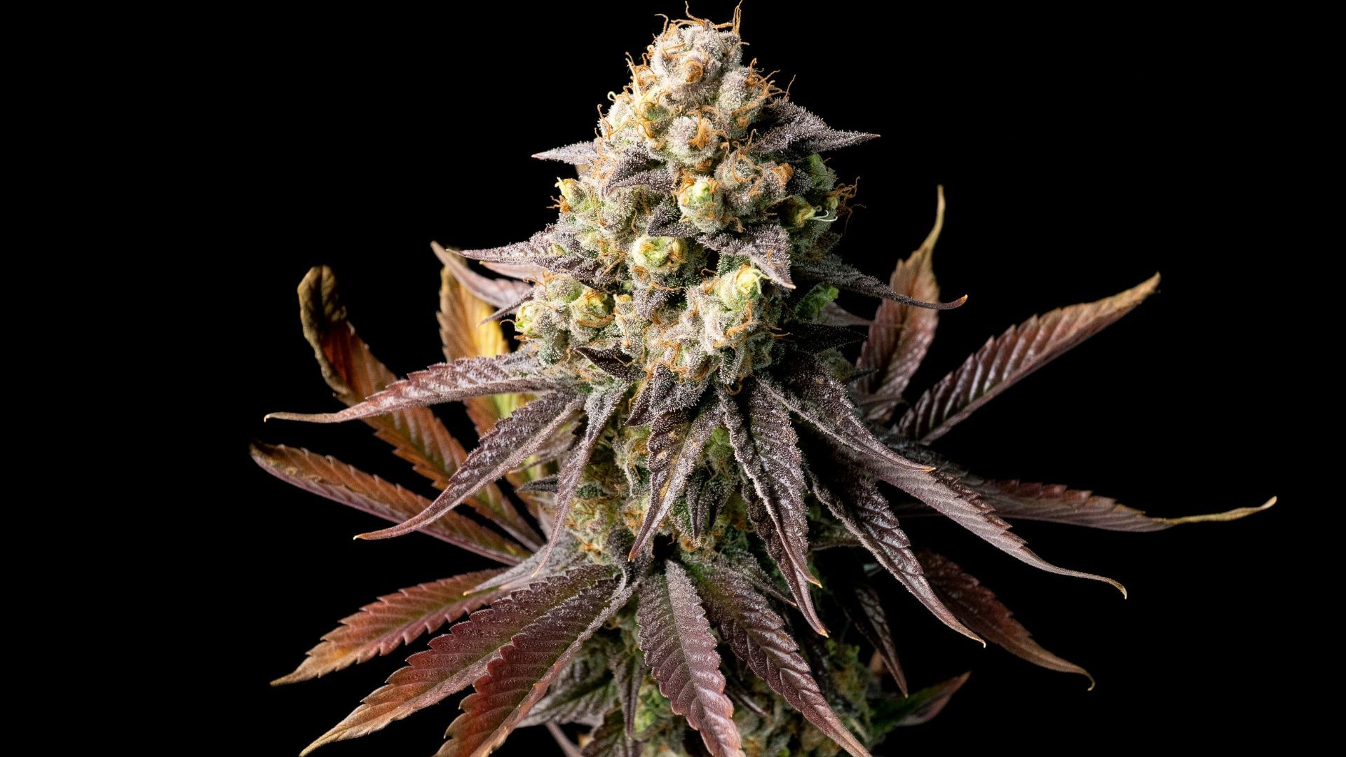 Gelat.OG by Seedsman 25% THC