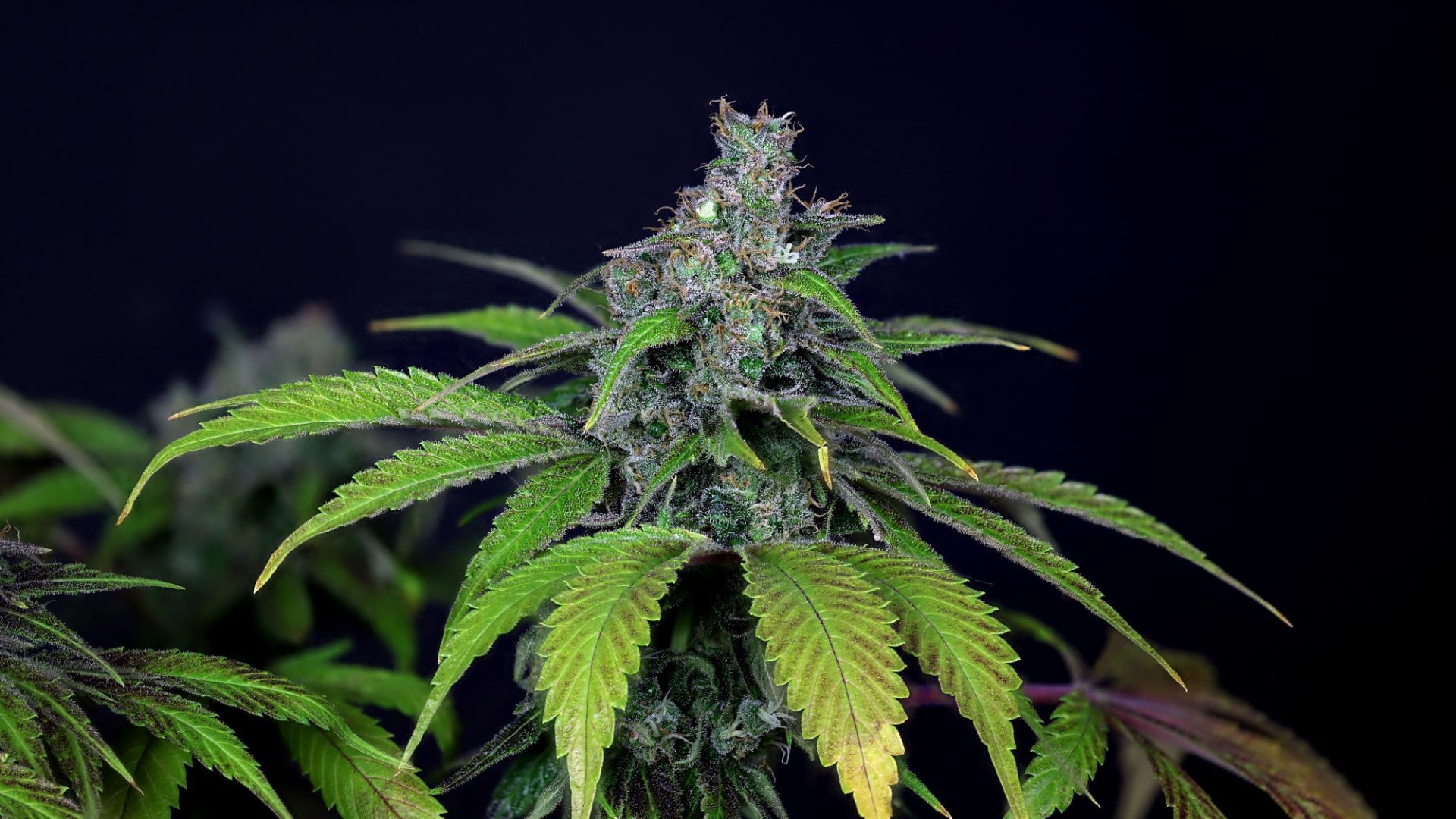 LA Peyote Kush by Seedsman THC 25%