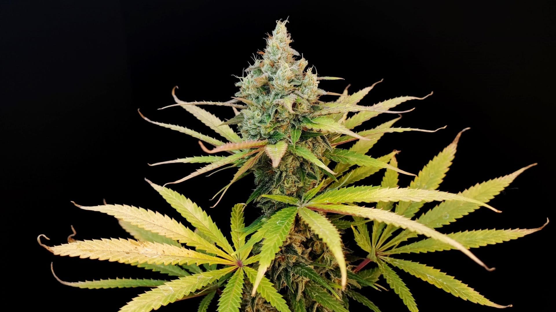 Amnesia FAST by Seedsman THC 25%