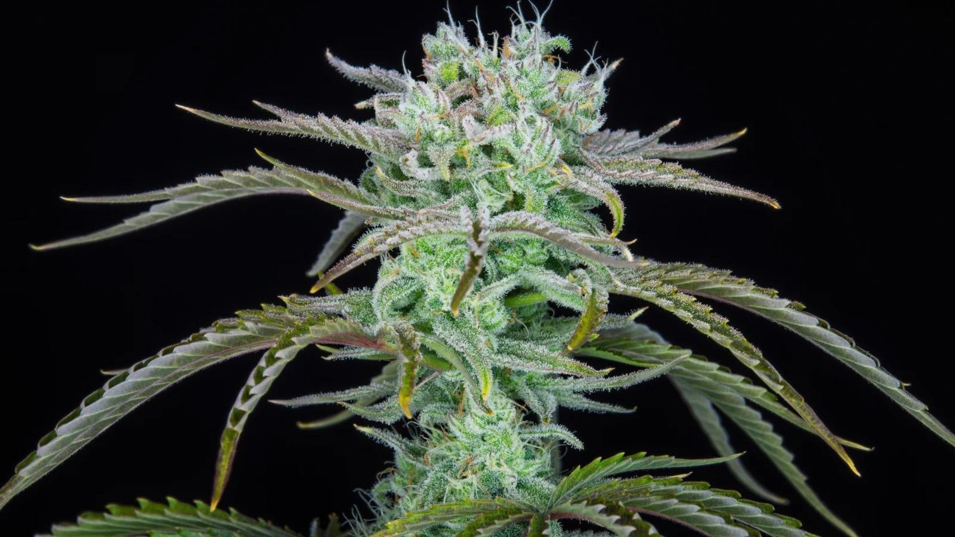 Fastbuds Strawberry Banana Auto THC 27%