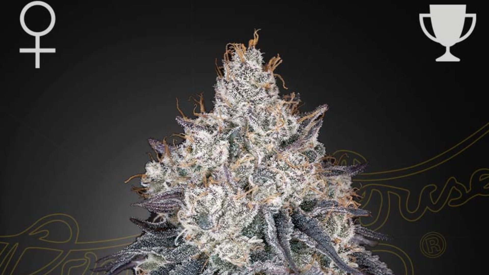 Greenhoue Seed Co Lemon Orange THC 29.5%