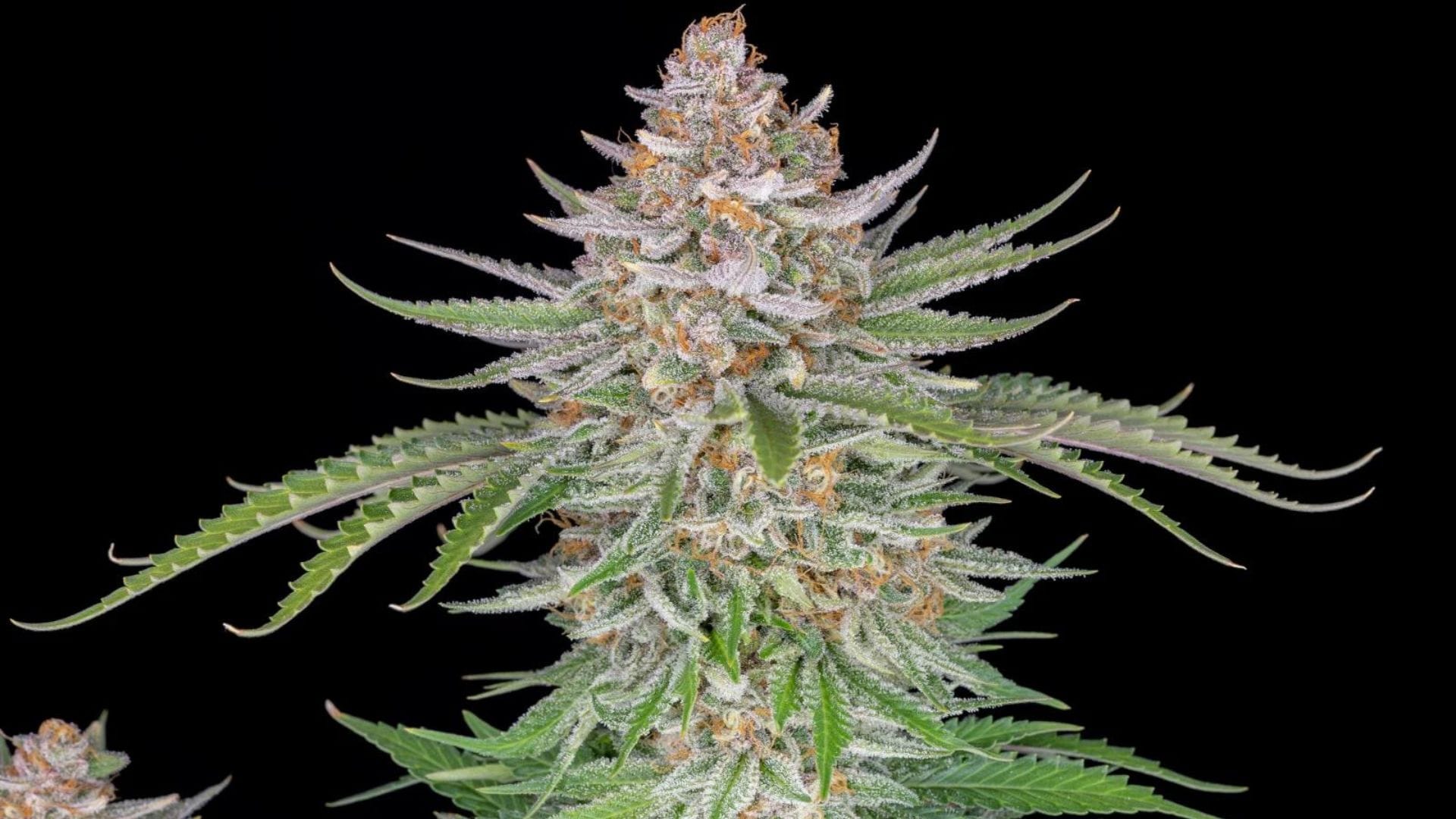 Fastbuds Strawberry Pie Auto THC 26%