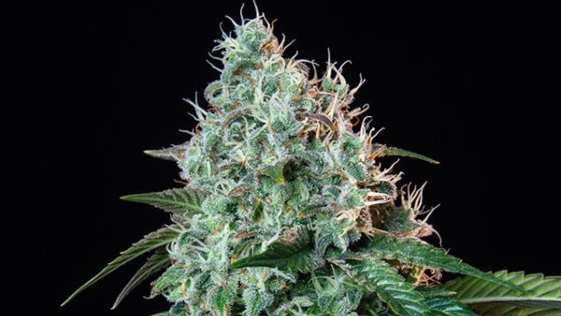 RQS Hulkberry THC 28%