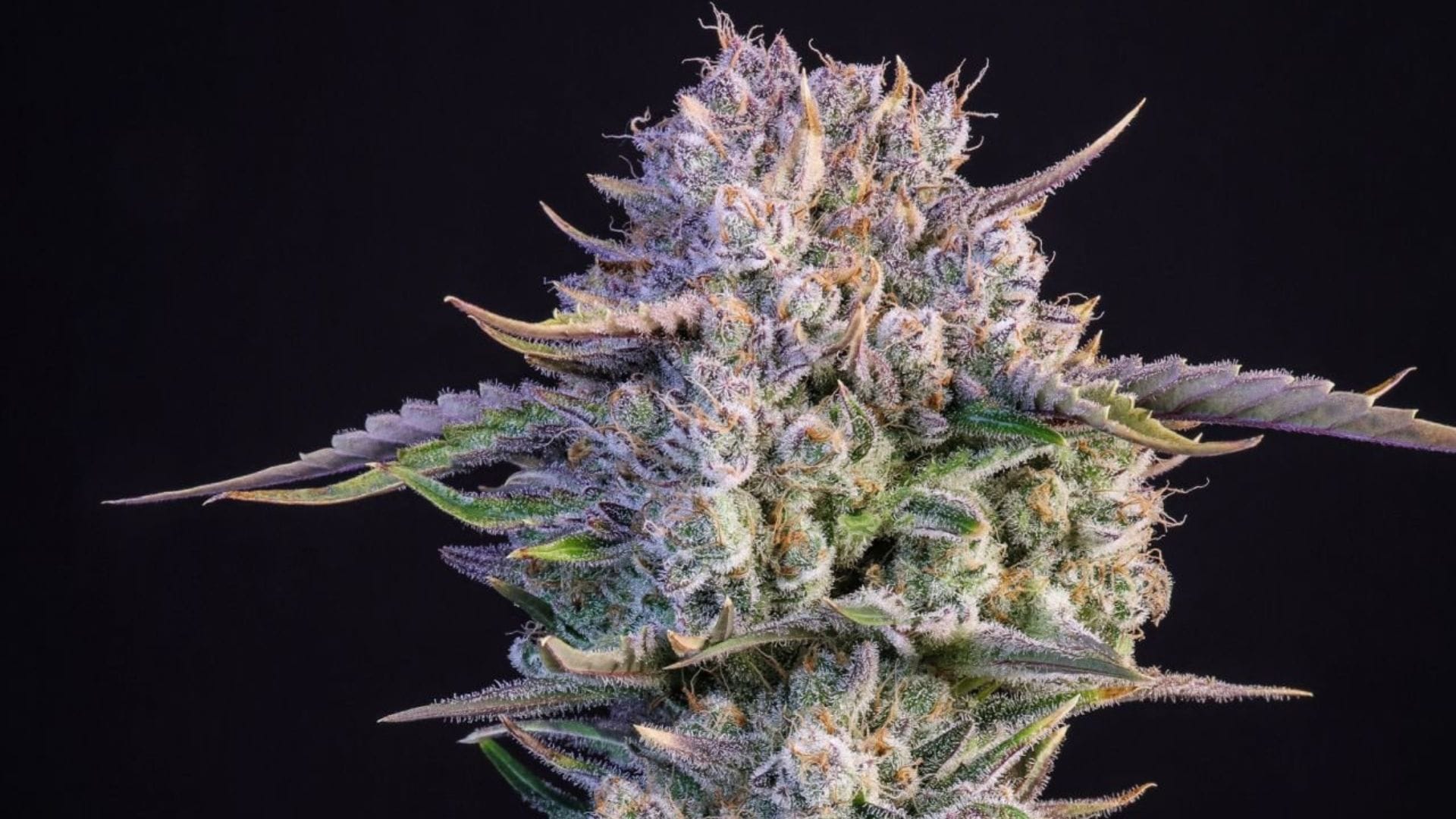 Fastbuds Strawberry Gorilla Auto THC 28%