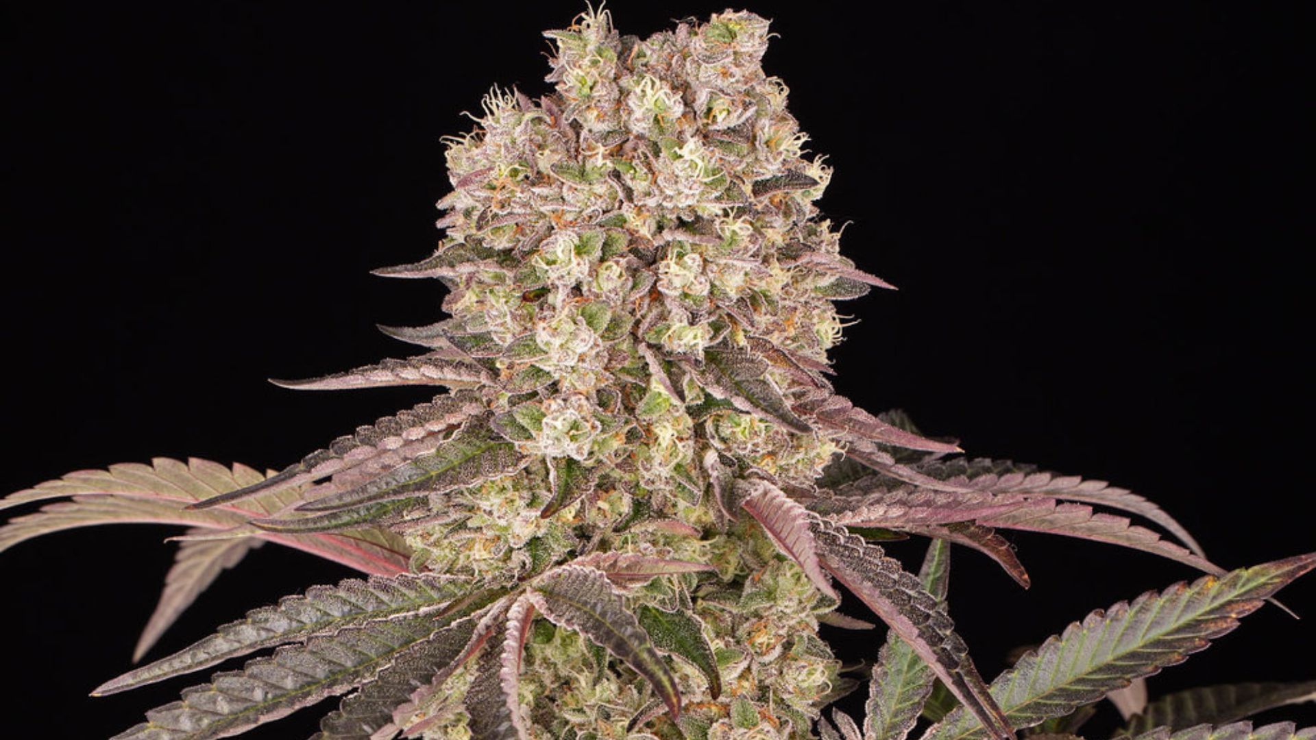 Barney's Farm Runtz Muffin THC 29%