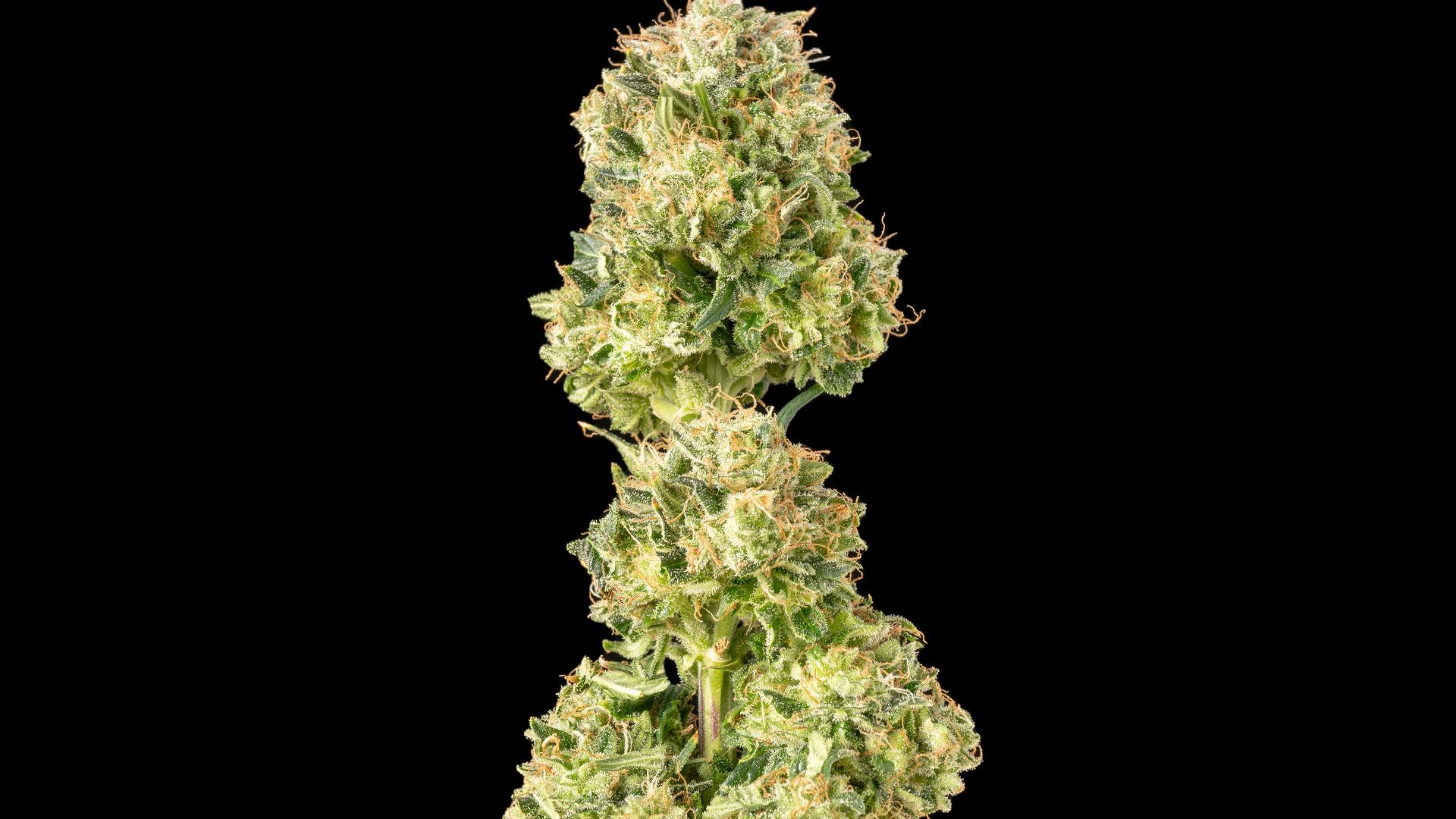 cannabis integrated pest management