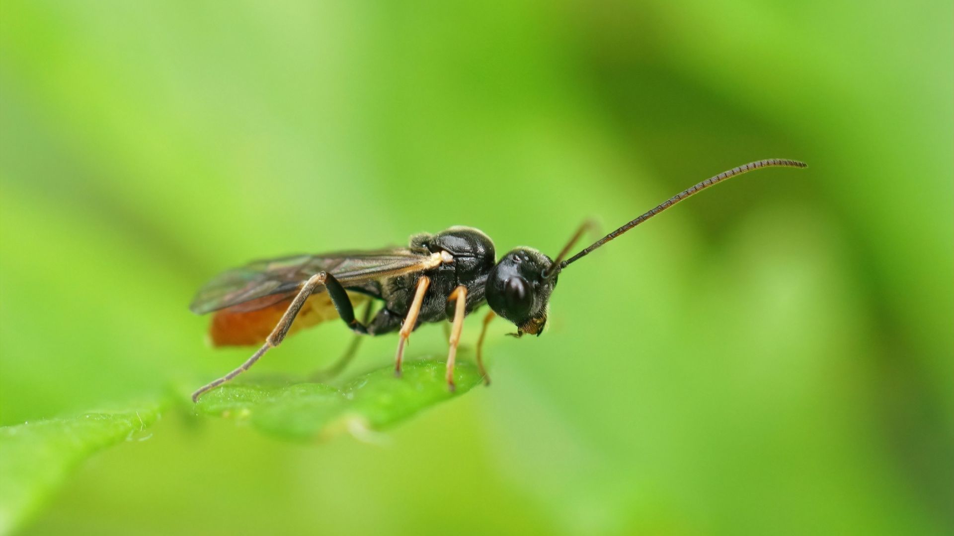 integrated pest management