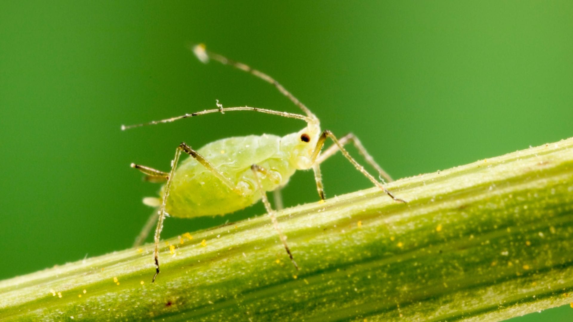 aphid cannabis plant