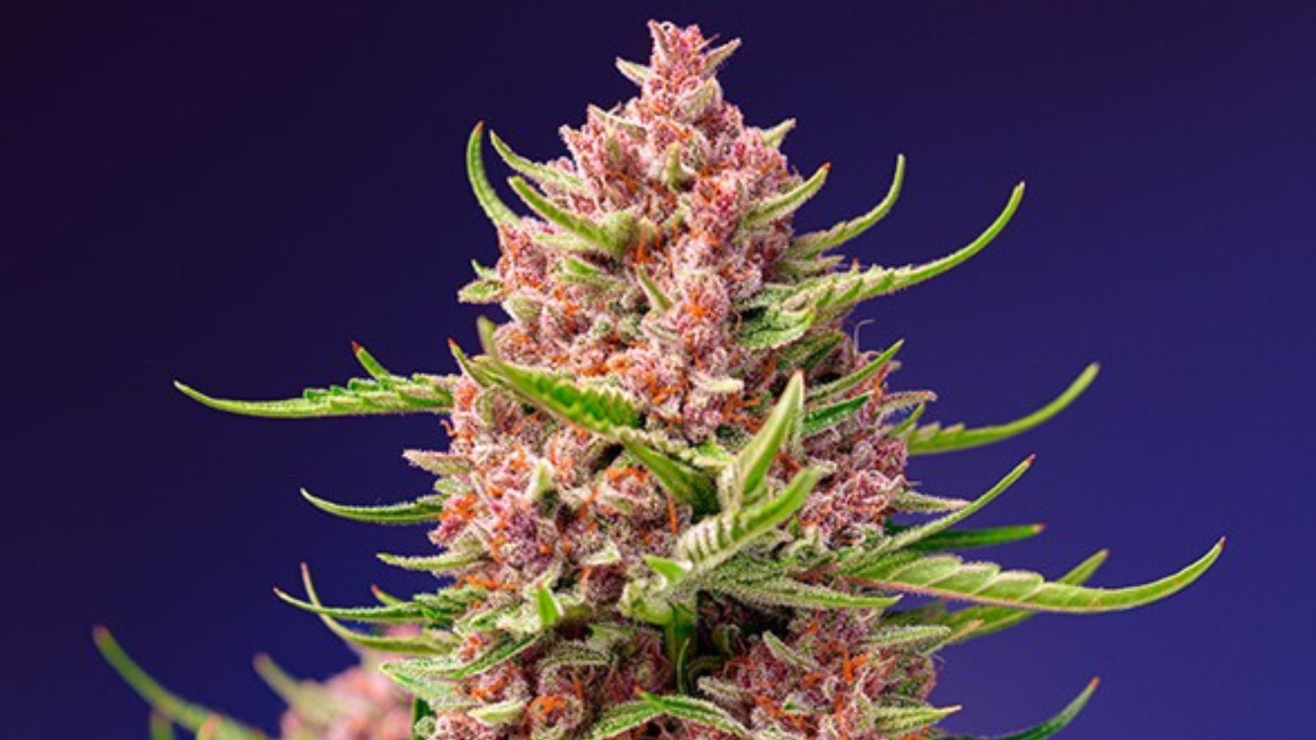 Sweet Seeds Strawberry Cola Sherbert F1 FAST