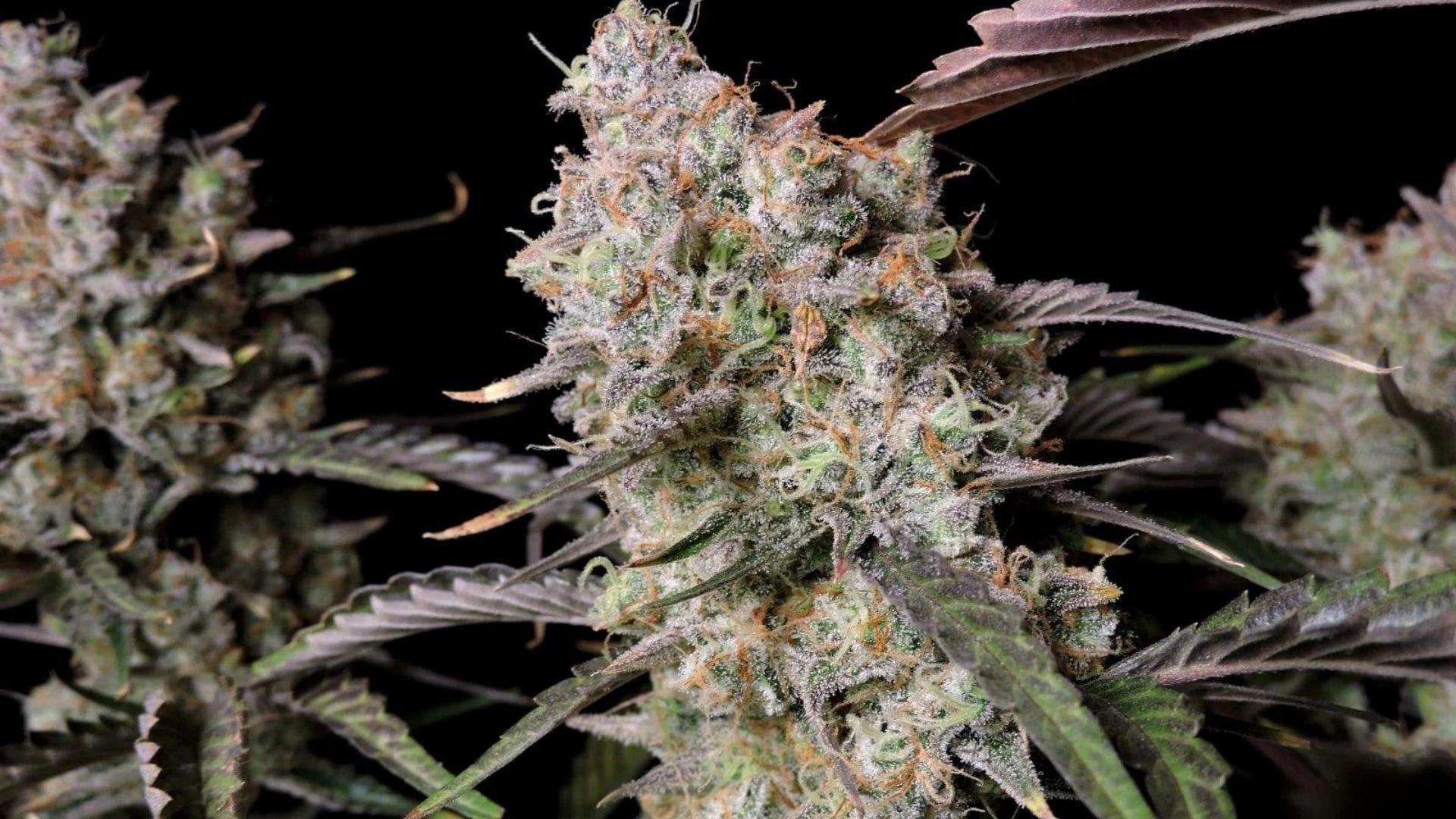 Fastbuds Gorilla Zkittlez Auto