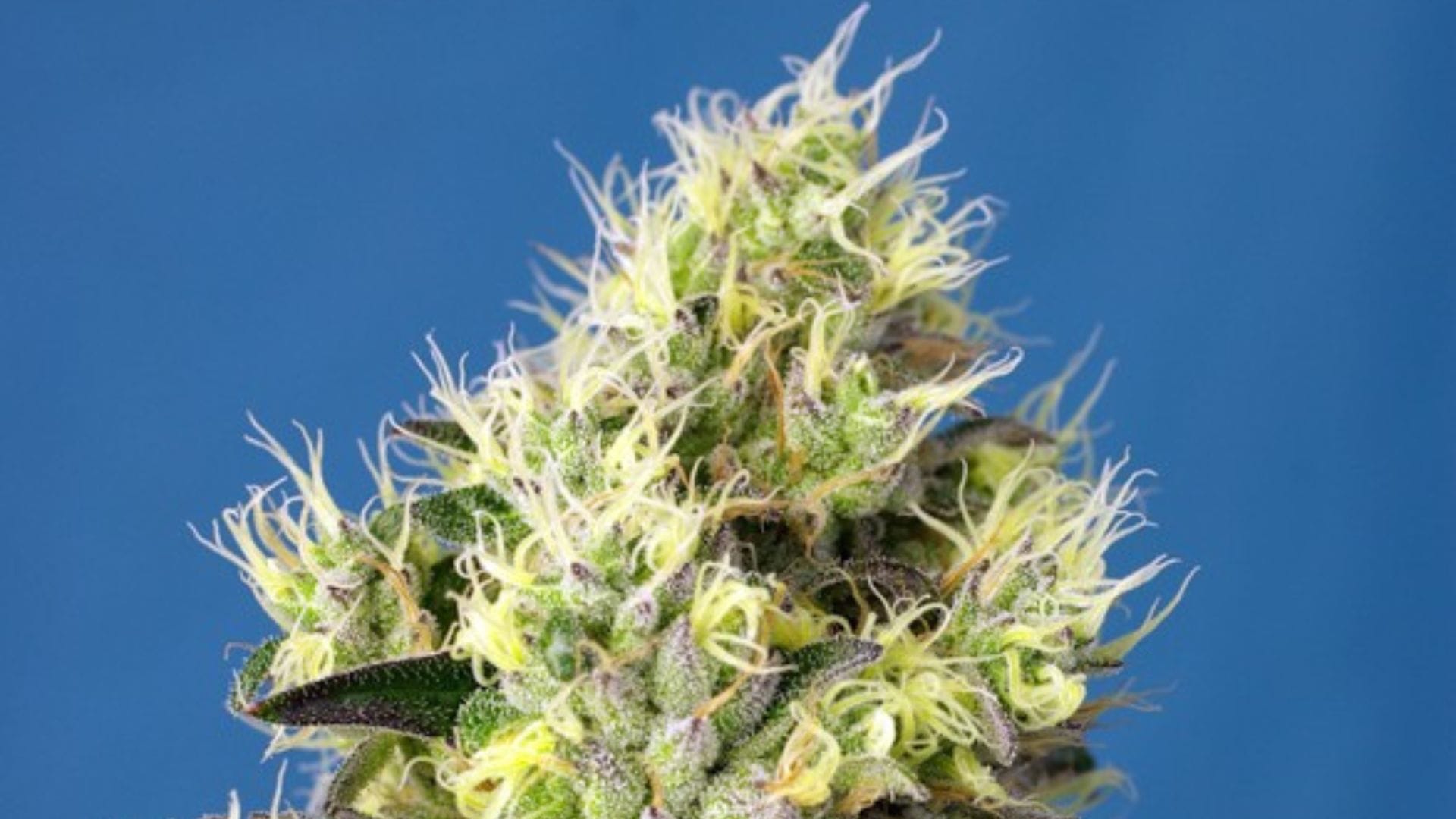 Sweet Seeds Sweet Gelato Auto