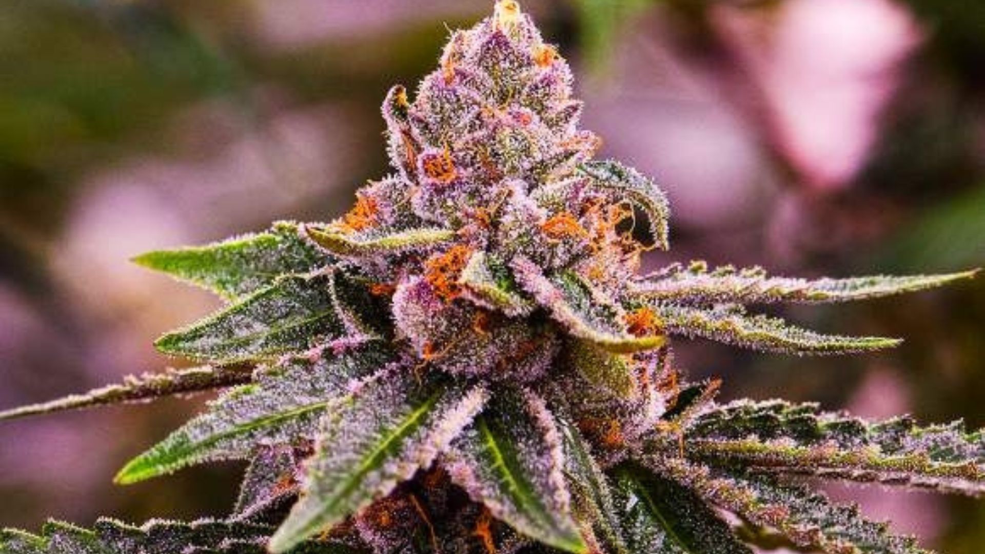 nirvana girl scout cookies