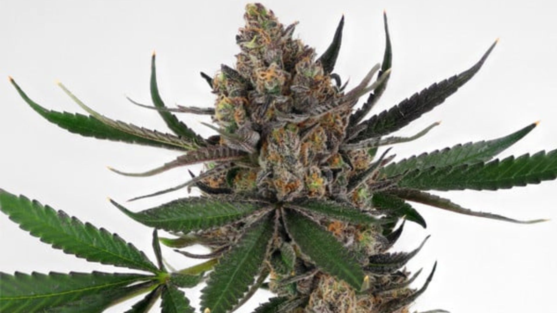 Royal Queen Sees Sweet ZZ