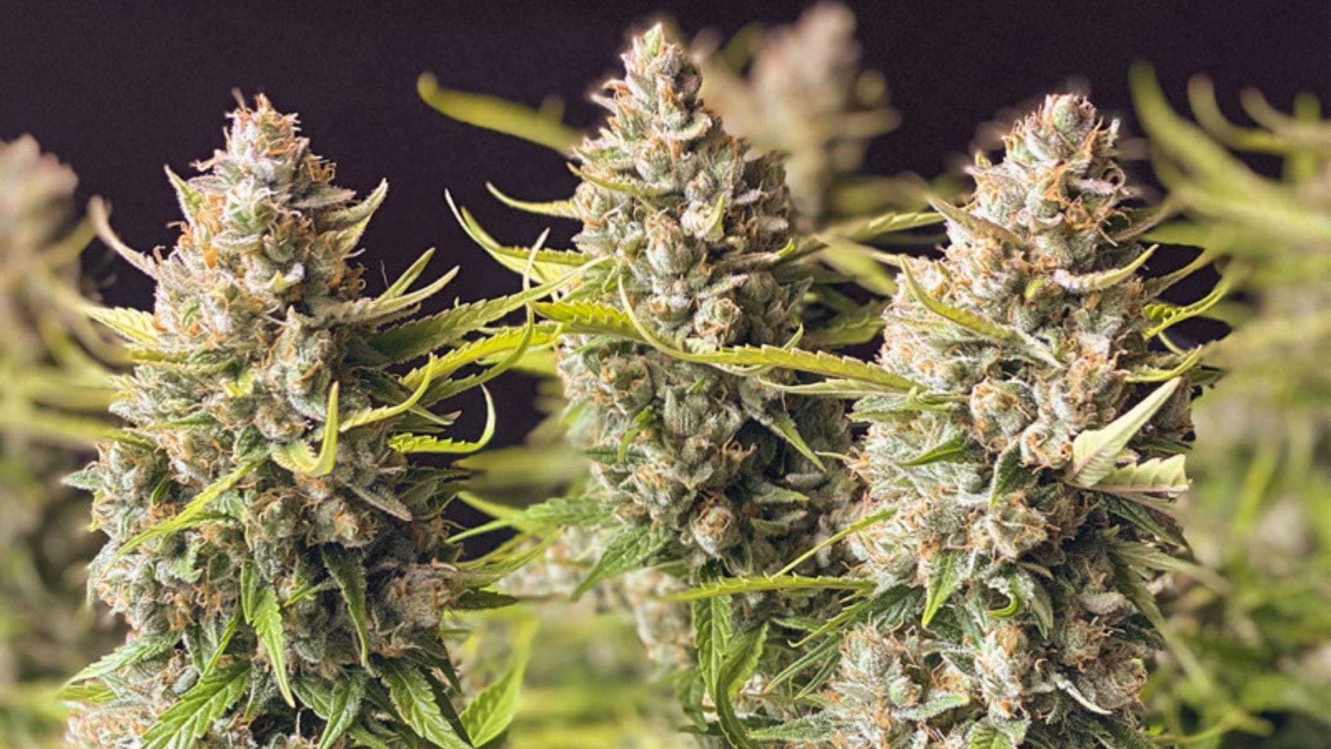 Dutch Passion Orange Bud Auto