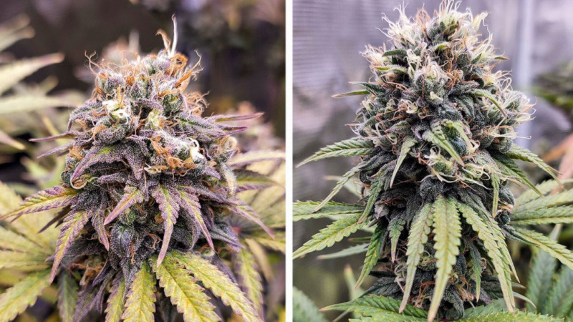 Dutch Passion Euforia