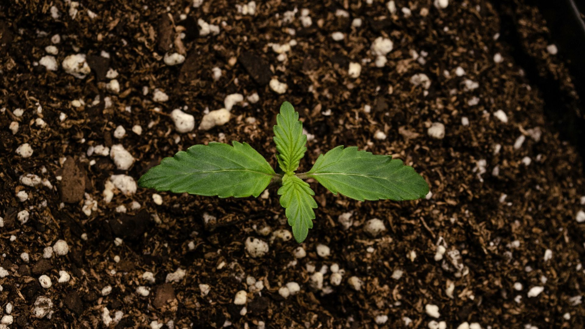 Soil for growing autoflowering cannabis