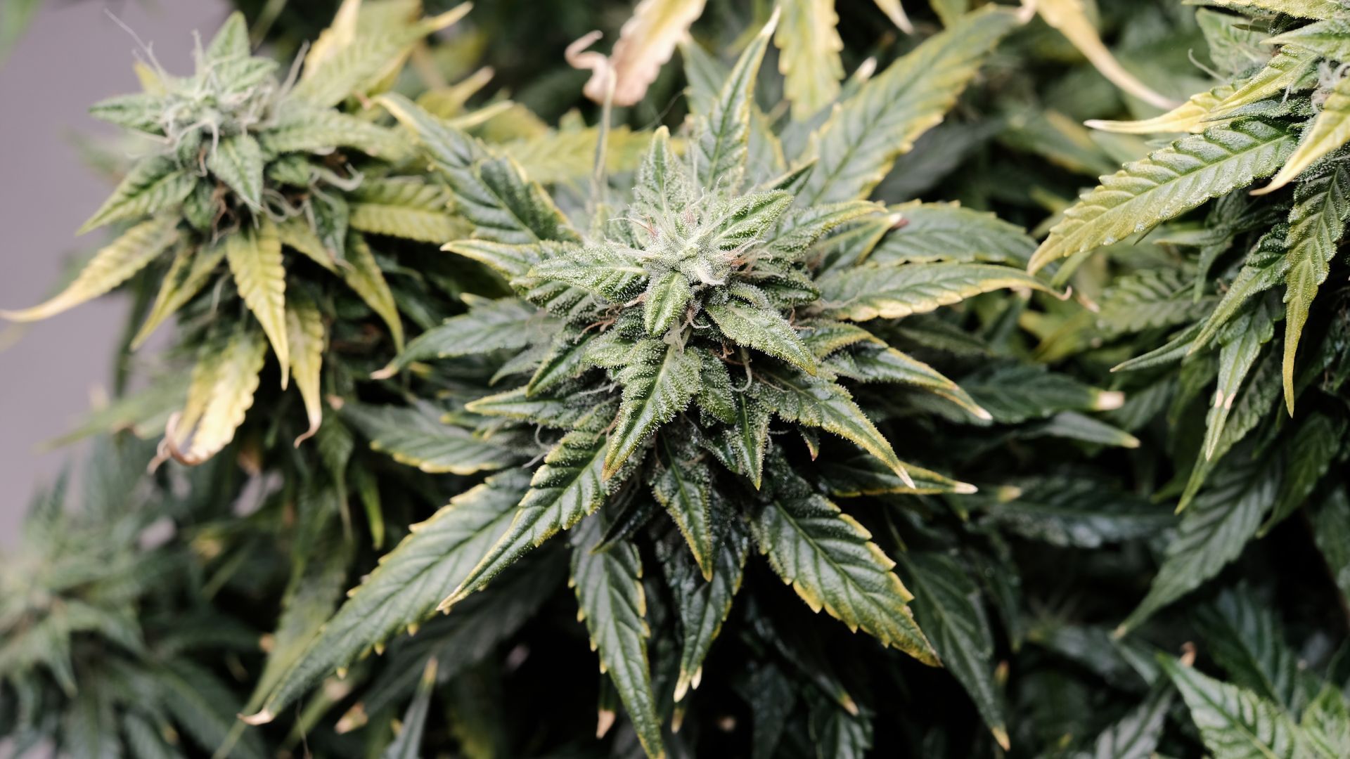 cannabis plant with yellowing leaves