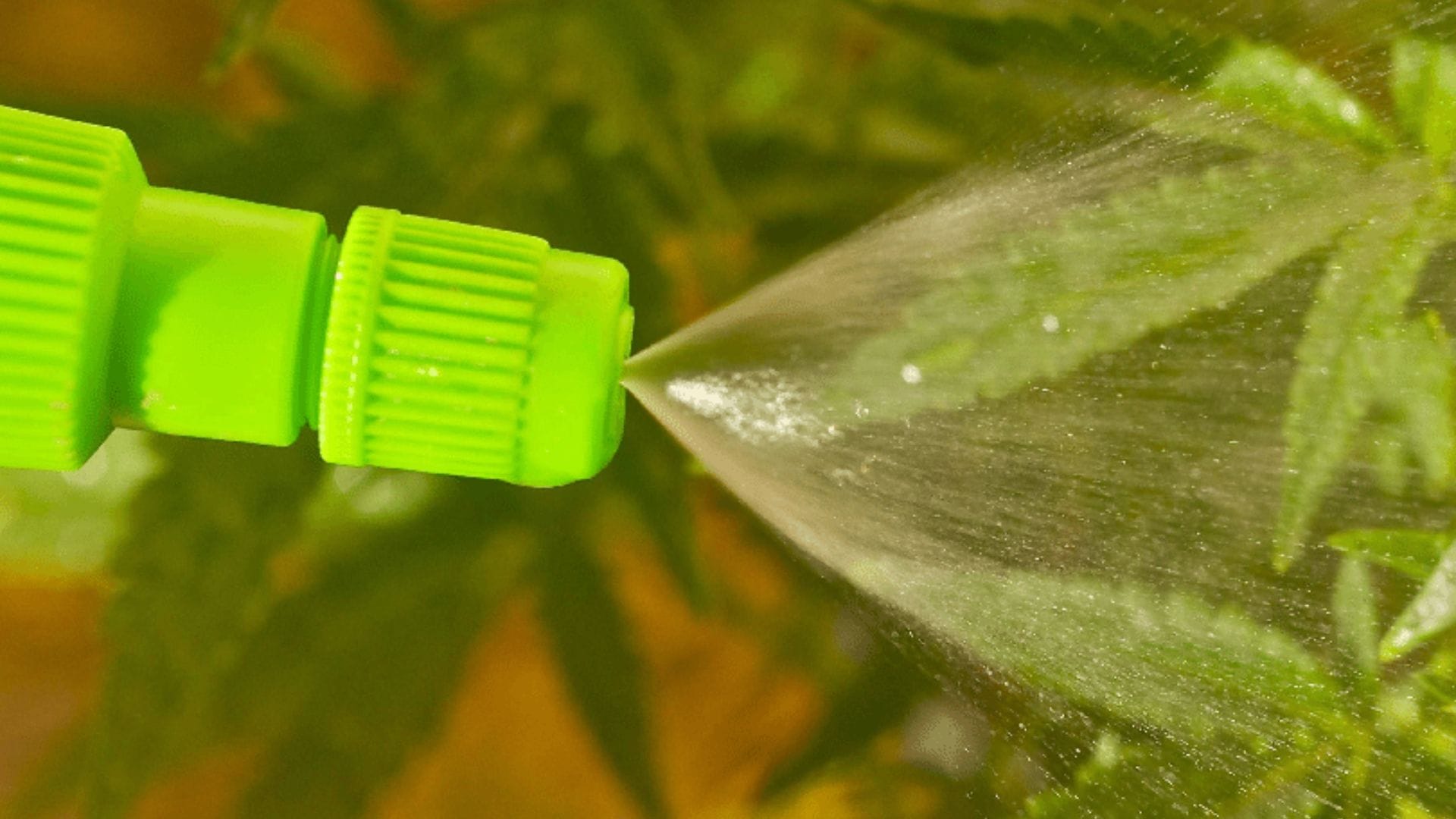 deliver cannabis nutrients correctly