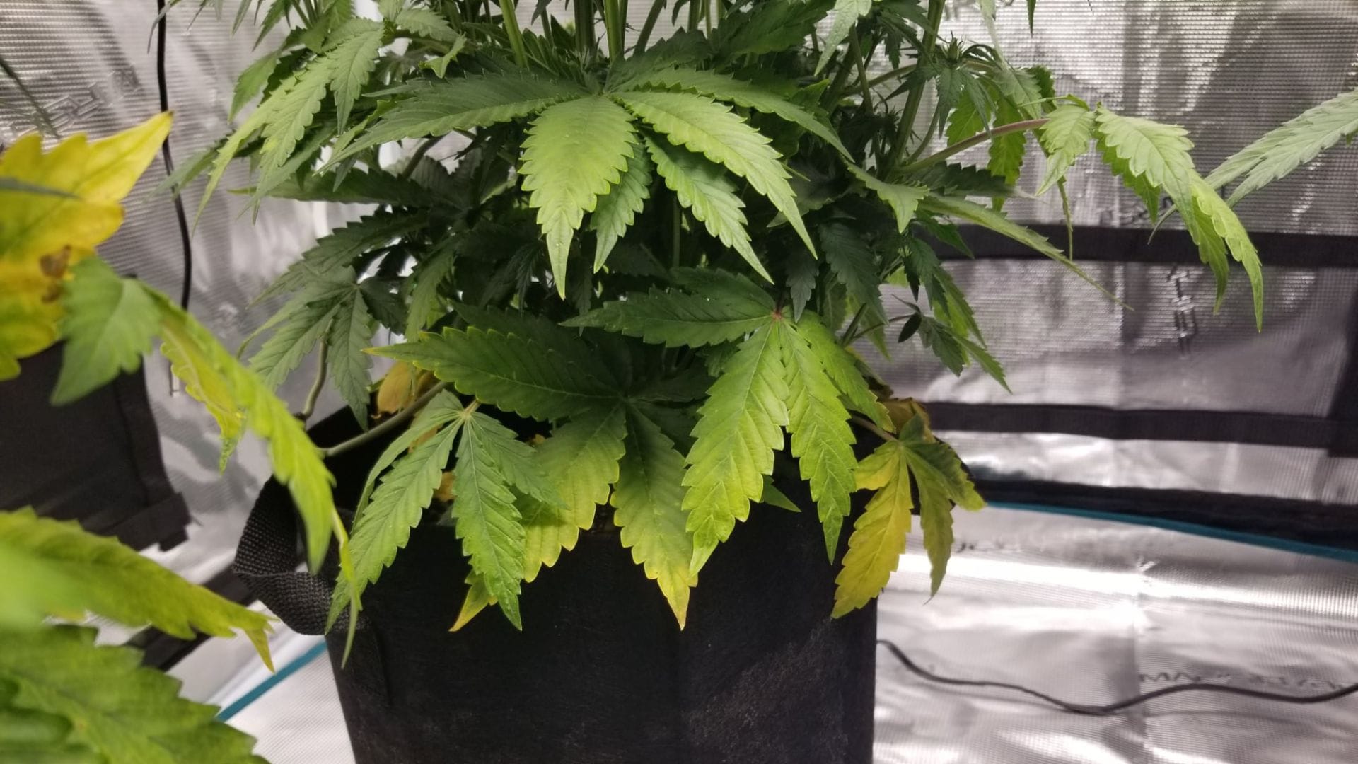 Nutrient burn signs in cannabis plants
