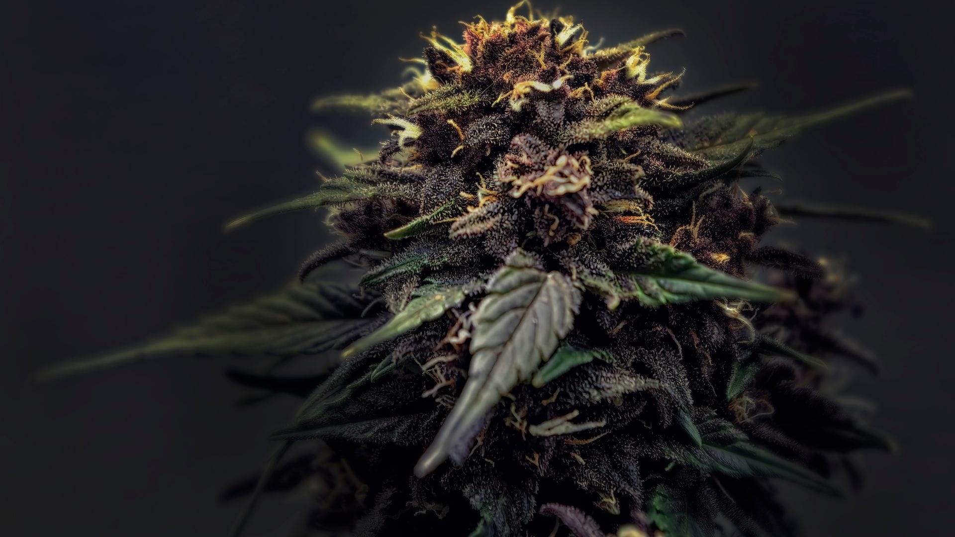 Healthy Autoflowering Cannabis Plant