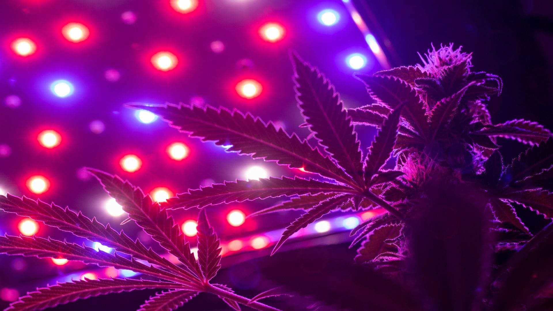 Light Spectrum Is Important to Autoflowering