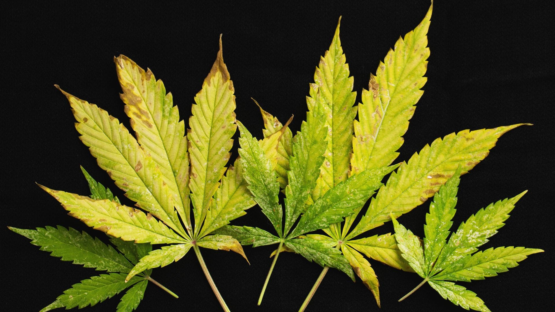 If you see signs of nutrient burn, stop using molasses