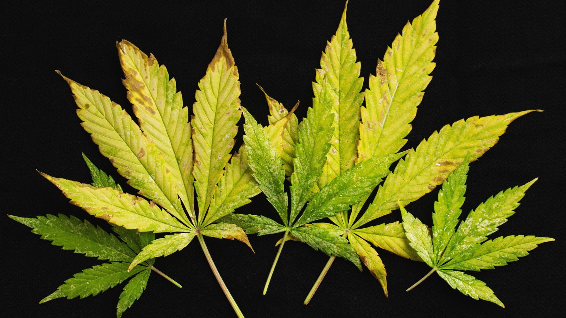 Nutrient burn on leaves