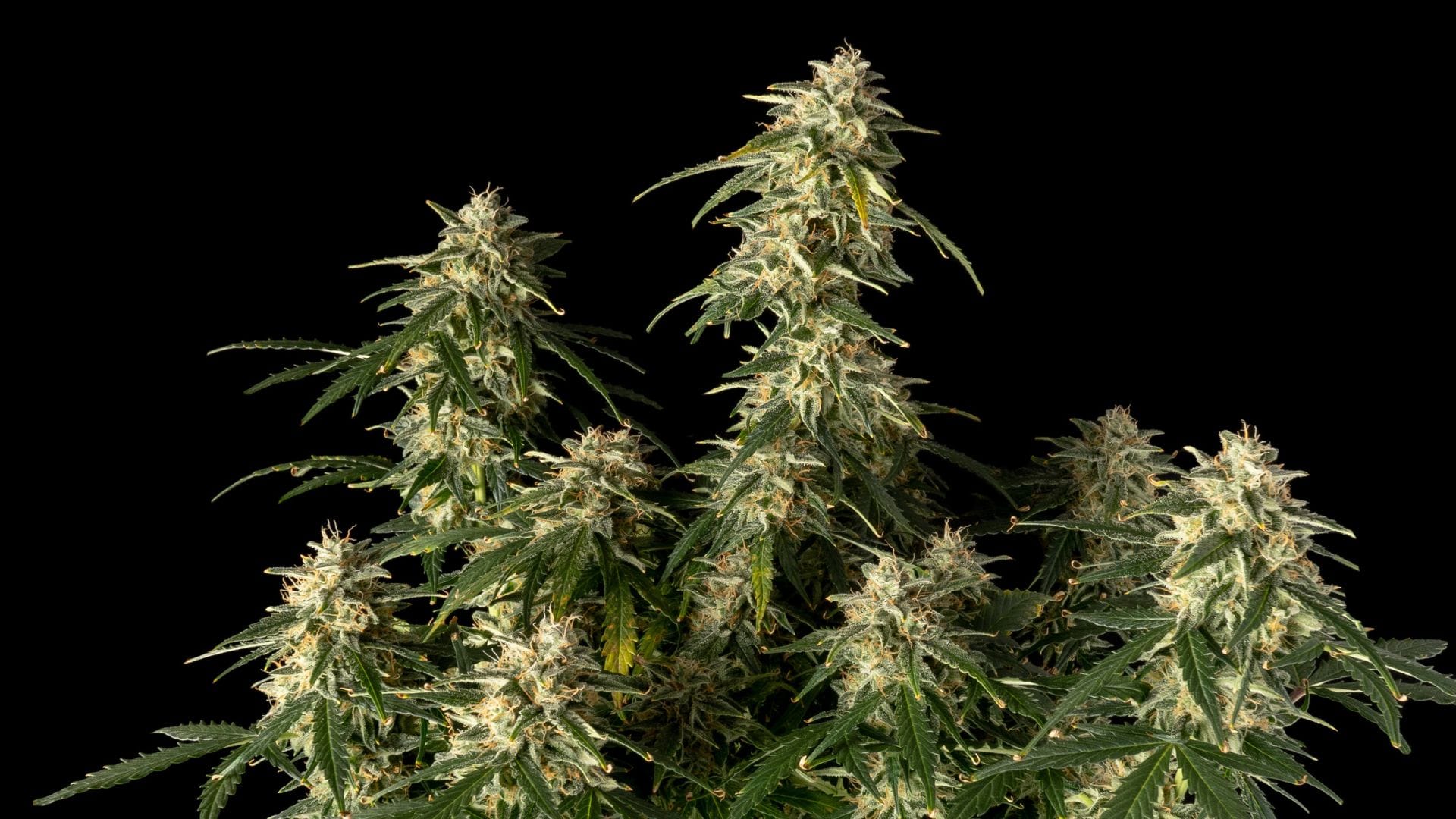 Seedsman Amnesia Auto