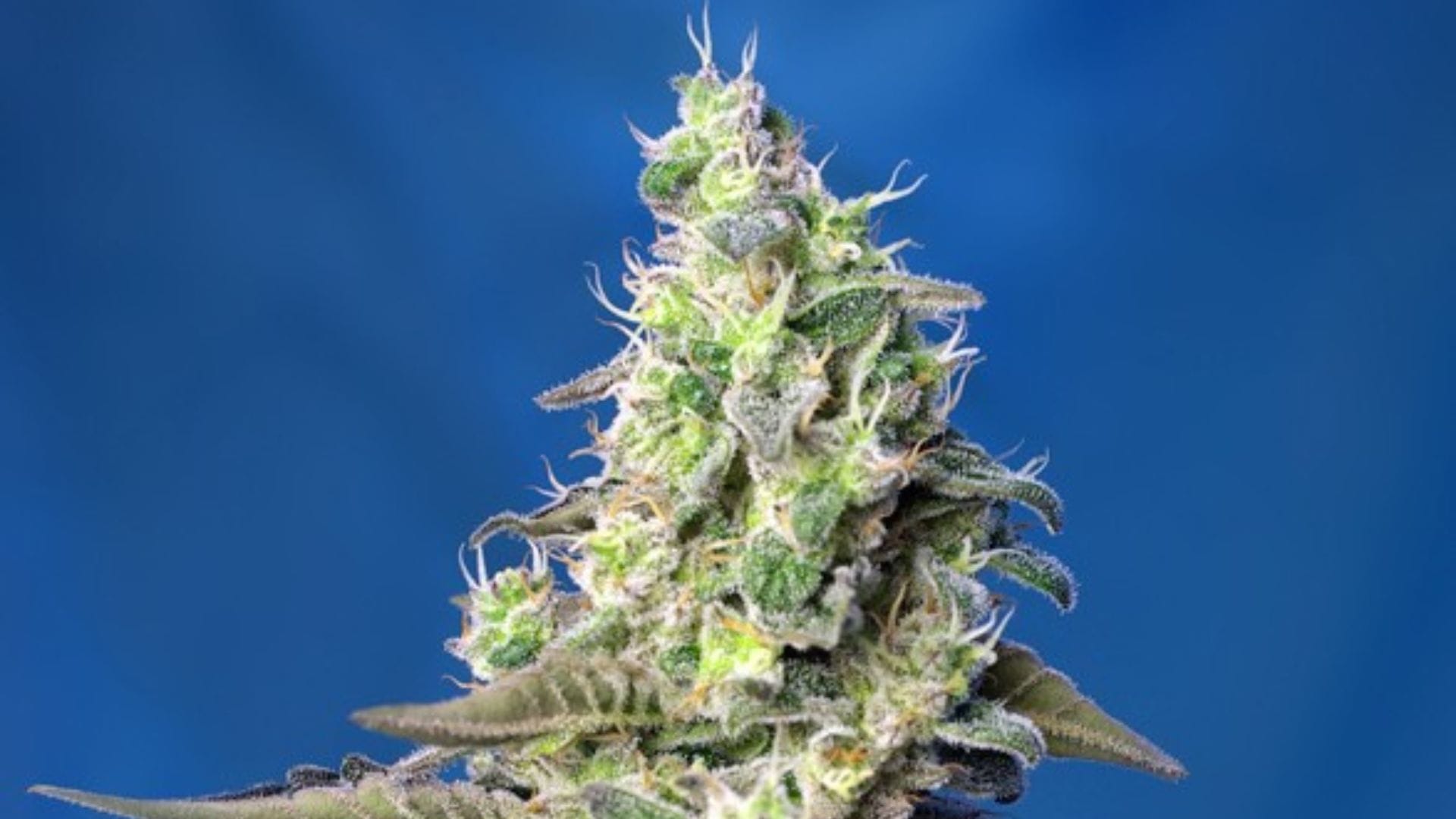 Sweet Seeds Green Poison XL Auto