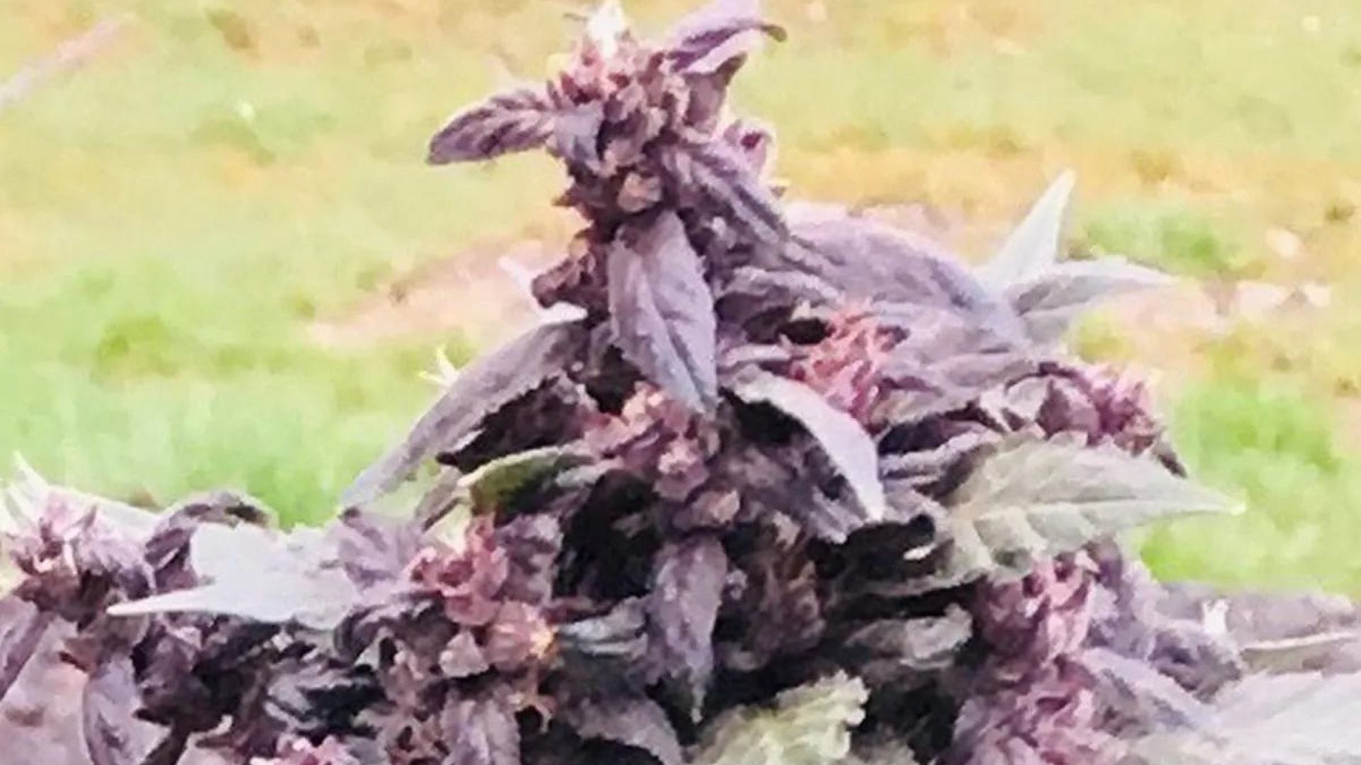 Atlas Seed Purple Star CBD Auto